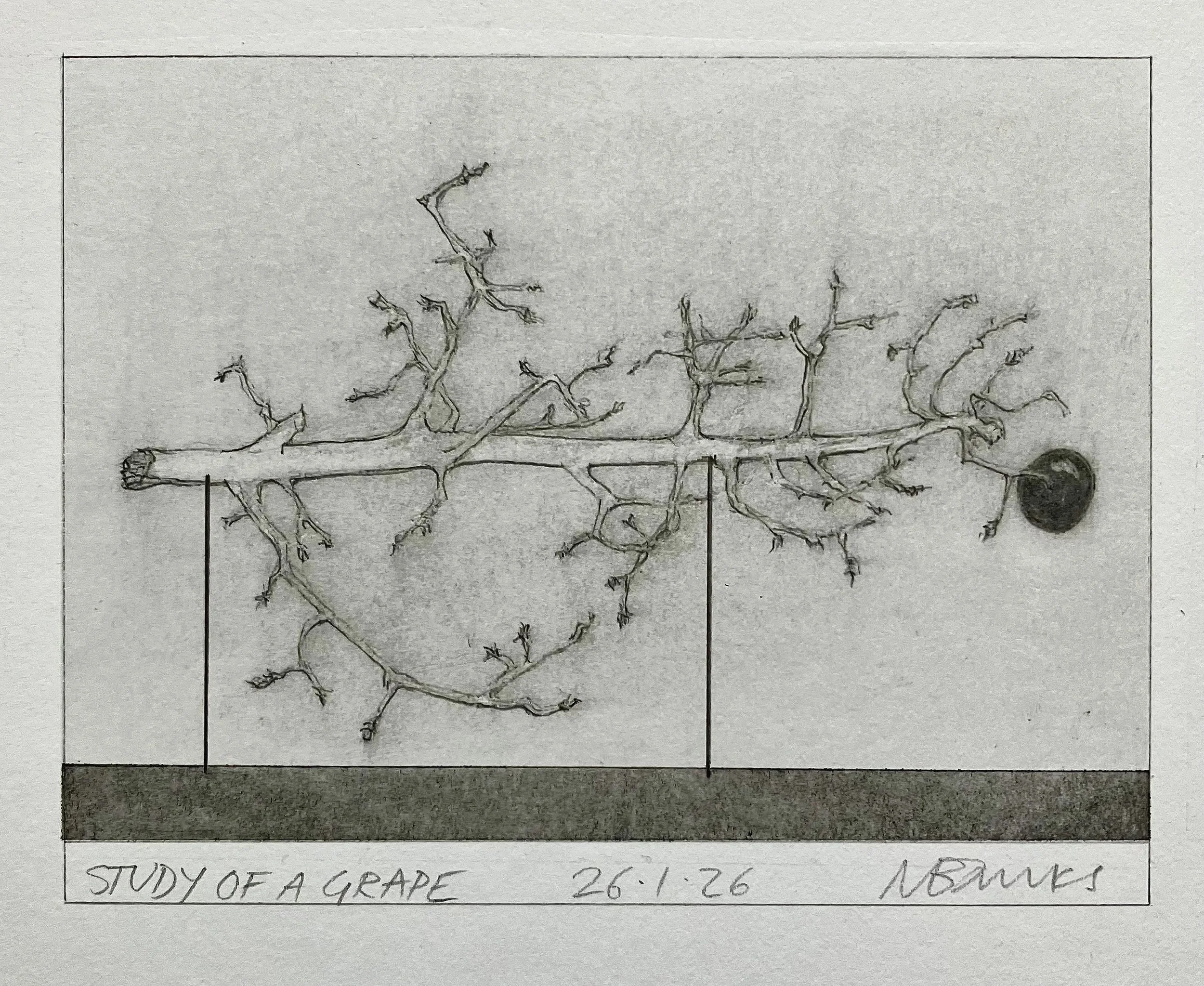 'Study of a Grape' 2026.  Pencil on paper   
15 x 10 cm