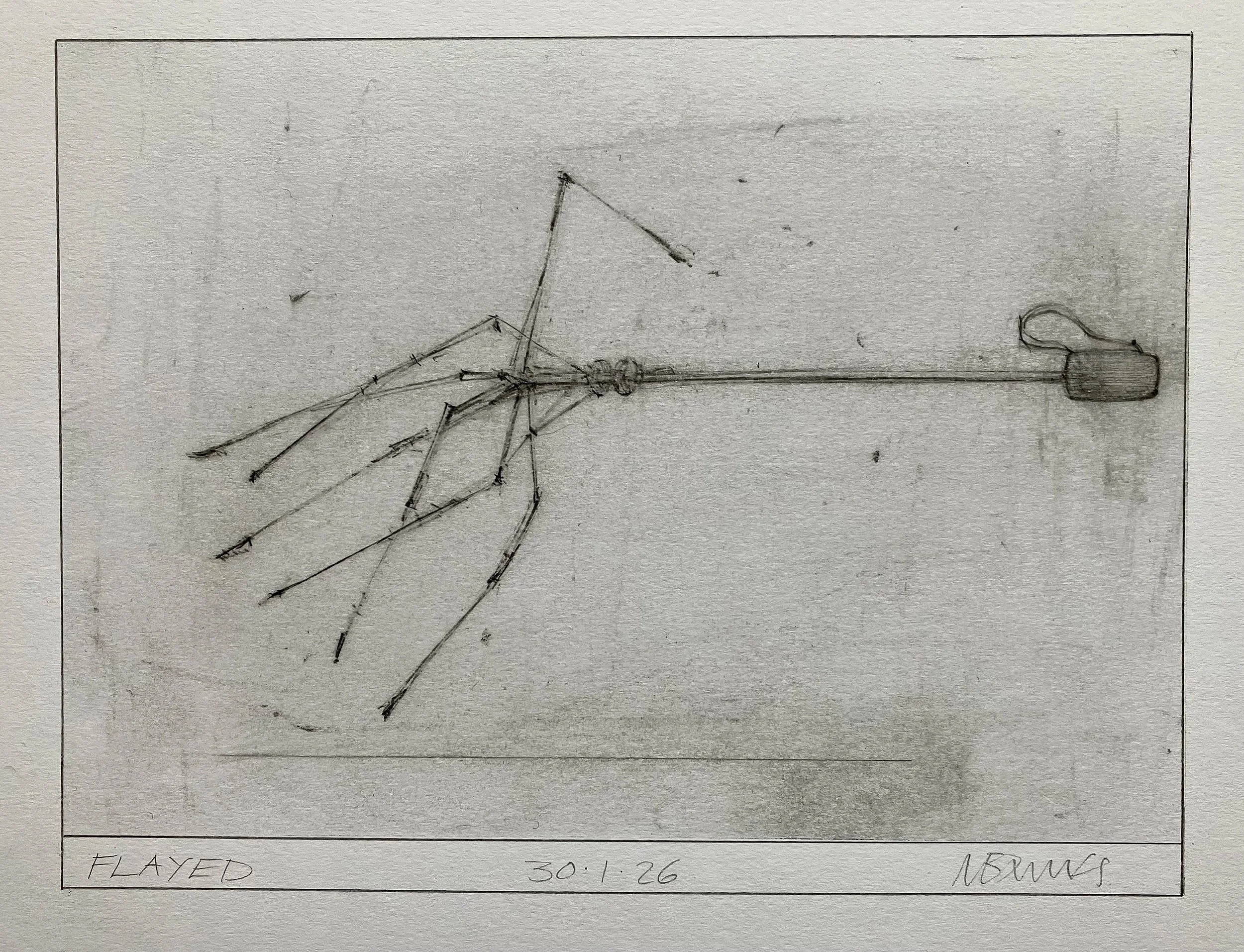 'Flayed'  2026   Pencil on paper   21 x 15 cm