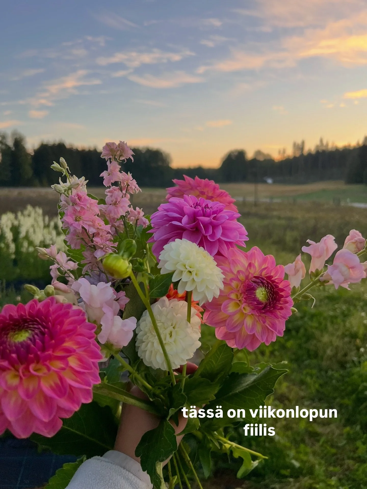 nyt on herkkuv&auml;rej&auml;, n&auml;&auml; tekee niin onnelliseksi! 🌸🍬🩷🌼 tuu nappaamaan viikonlopun tuoreet kukat kotiin tai m&ouml;ks&auml;lle. Niitylle ja leikkokukka-alueelle p&auml;&auml;see viel&auml; poimimaan t&auml;m&auml;n syyskuun aja