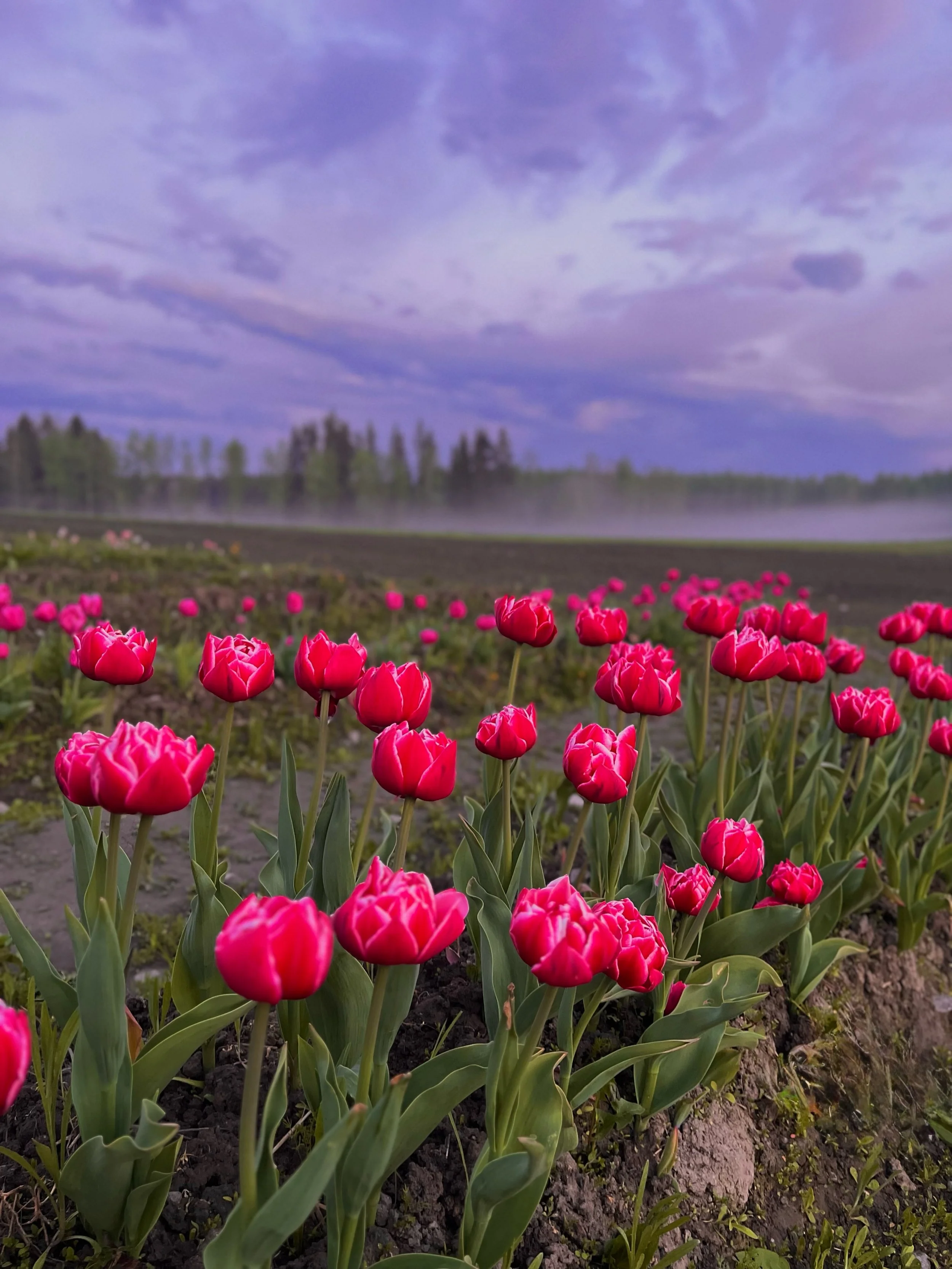 Kaunis usva laskeutui tulppaanipellolle 🥹🌷Tulppaaneita l&ouml;ytyy viel&auml; ja n&auml;it&auml; p&auml;&auml;see poimimaan pellolta viel&auml; t&auml;m&auml;n viikon ajan torstaista lauantaihin. Voit tulla mihin aikaan tahansa, l&ouml;yd&auml;t pa