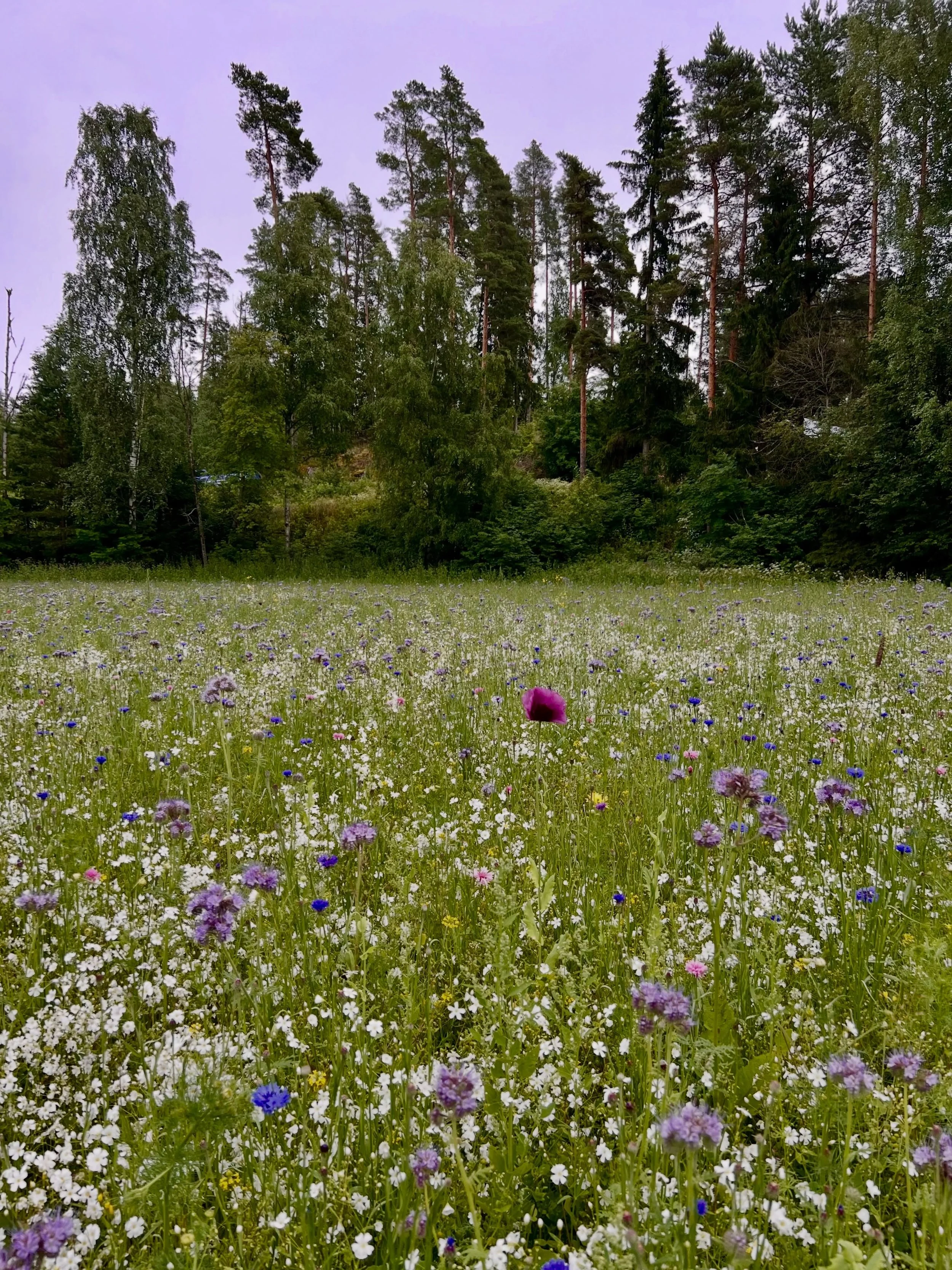 Ensimm&auml;inen kukkapelto n&auml;ytt&auml;&auml; nyt t&auml;lt&auml; 🩵🌾🌸🦋 Poimintaa ei pystyt&auml; kuitenkaan viel&auml; aloittamaan, sill&auml; kukat ovat viel&auml; kasvuvaiheessa ja suurin osa kukista nupuilla. Viime p&auml;ivien viile&auml