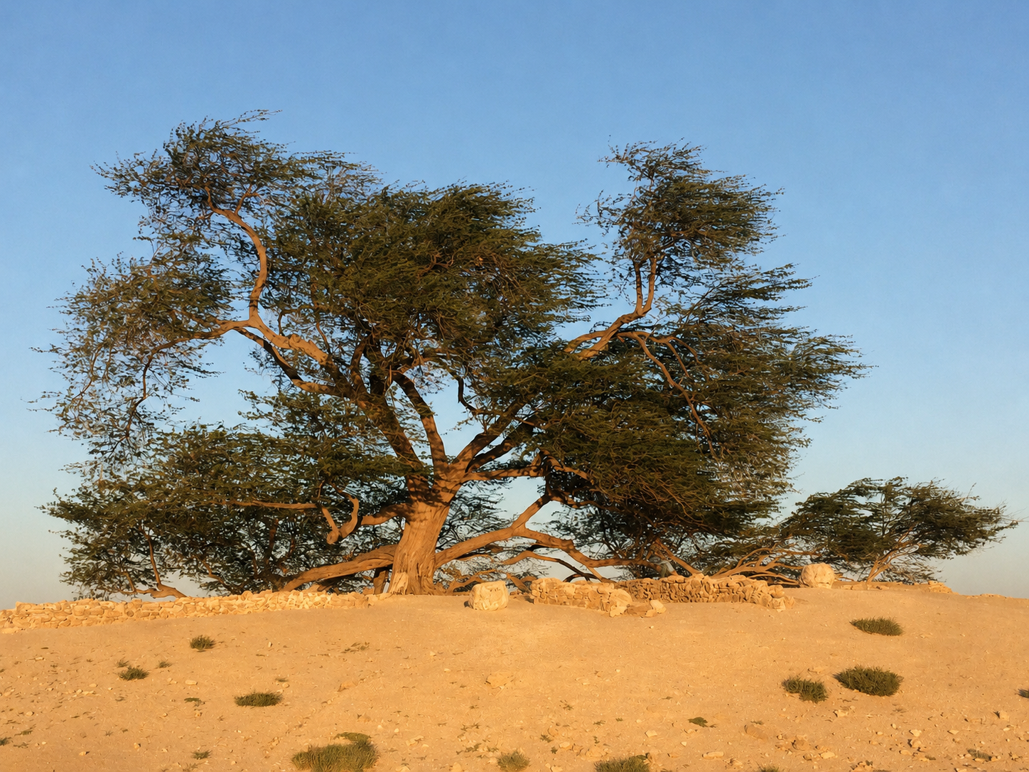 Image of the Tree of Life in Aswan, Egypt