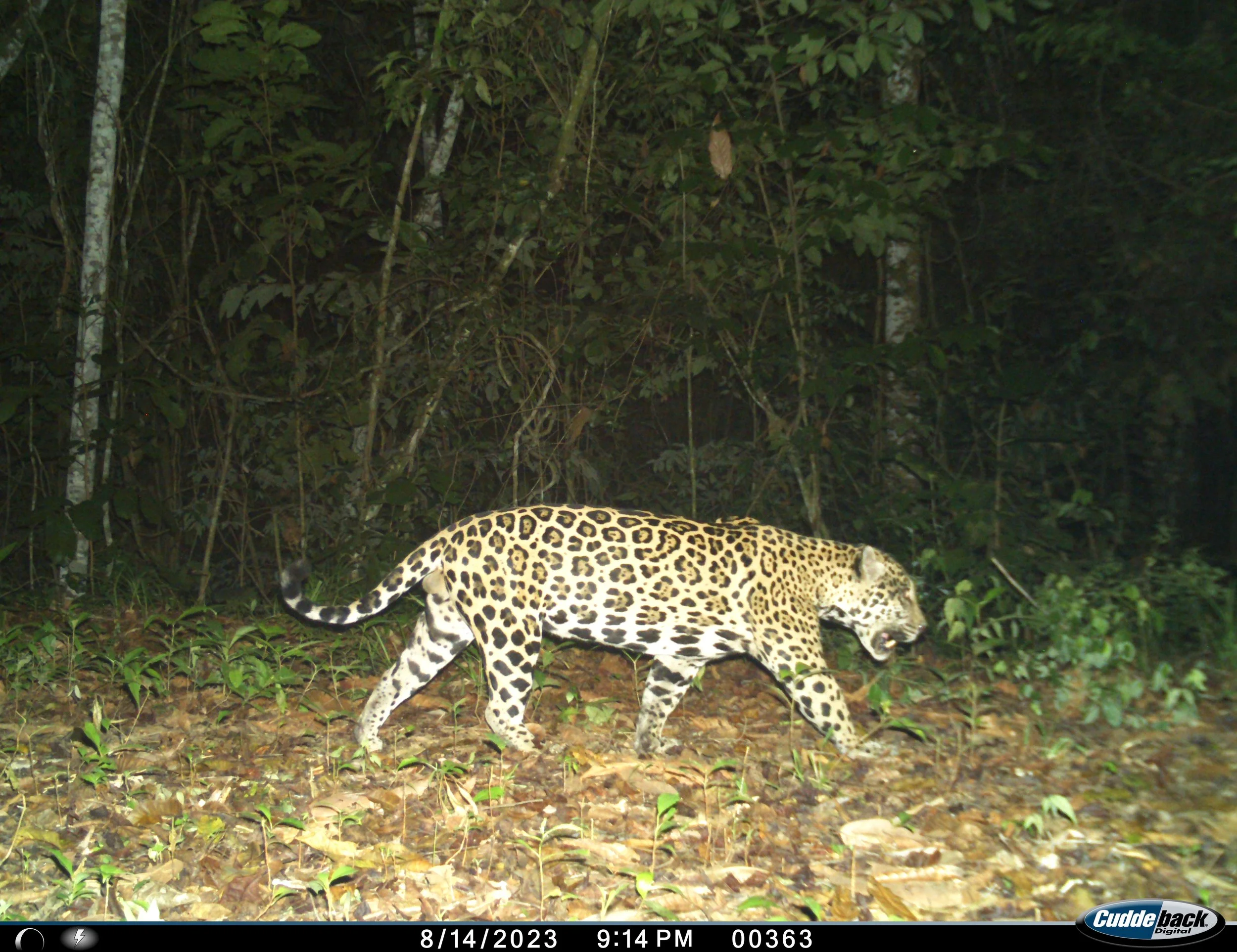 I__00012 BALAM LD.JPG