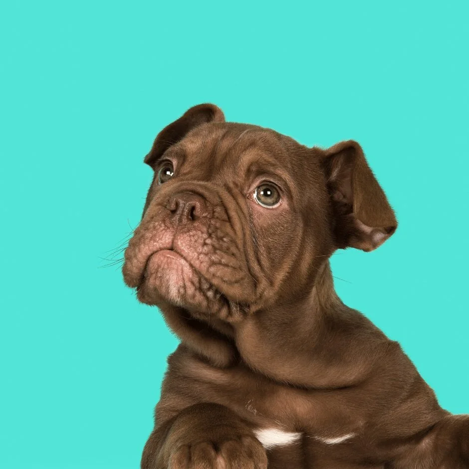 Pet training digital marketing