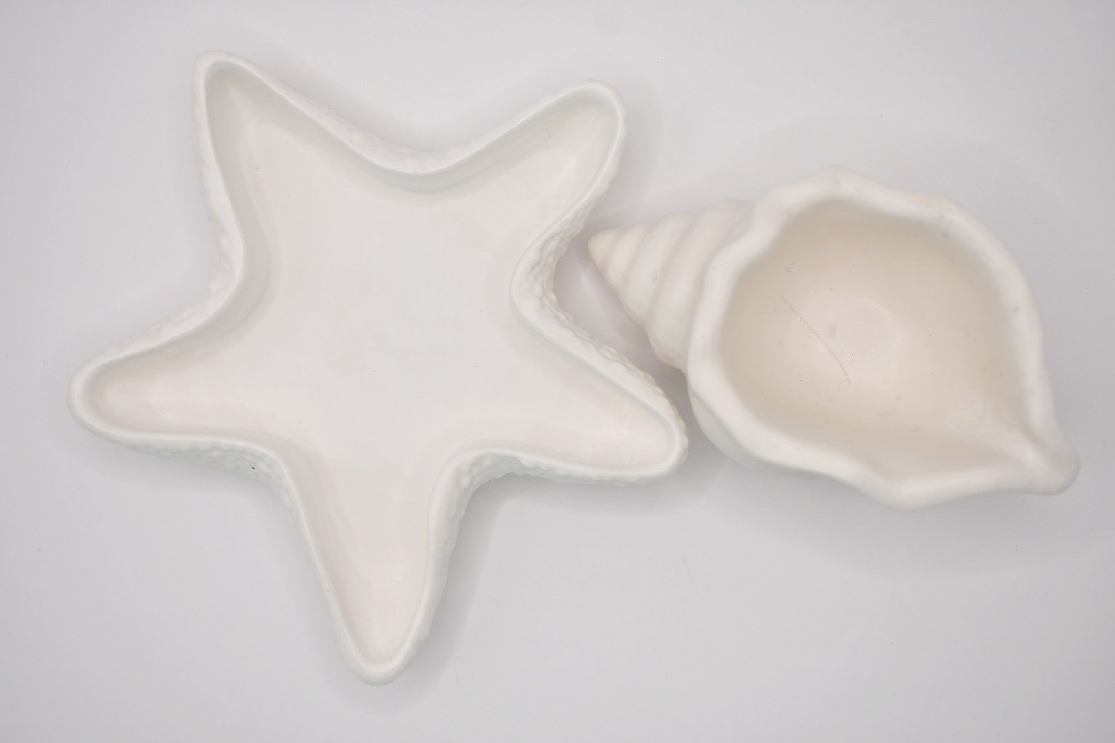 White Seastar & Shell (1).jpg