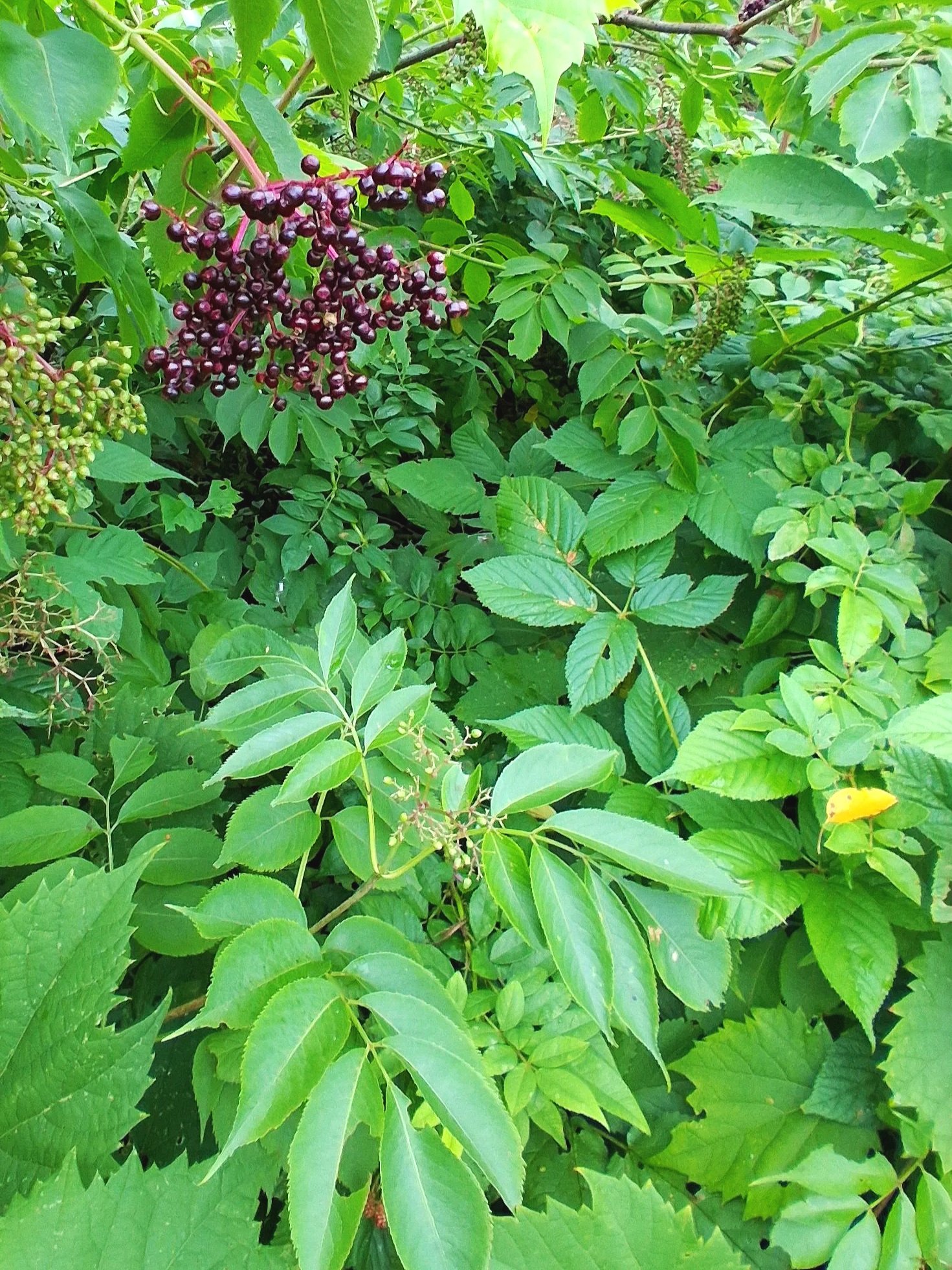 20260729_184013.jpg