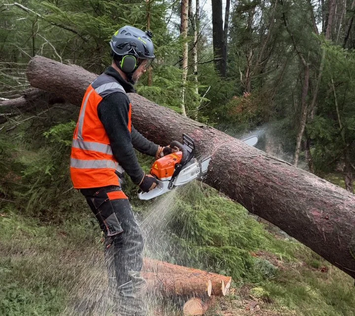 Trädfällning Göteborg Kungsbacka Askim