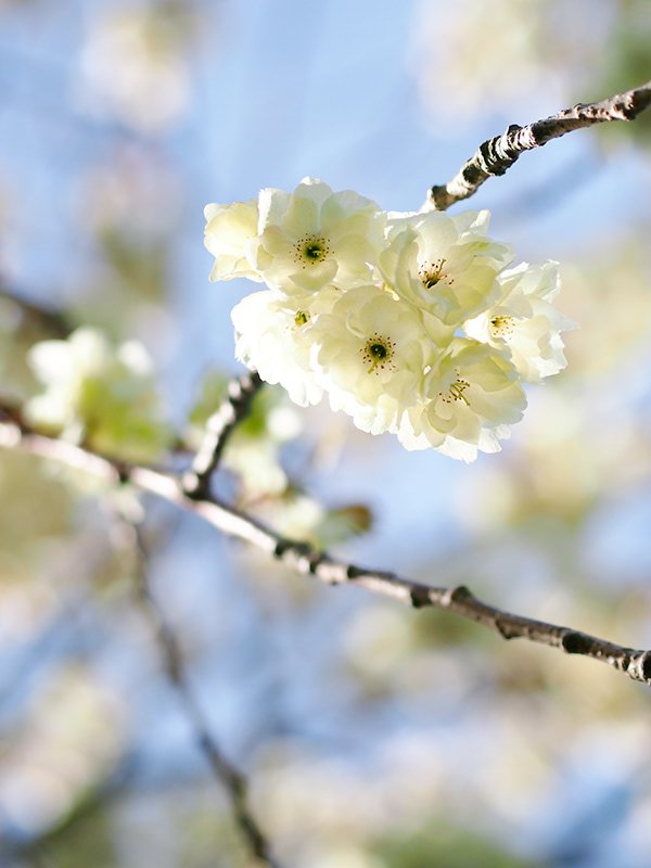 Close-up of white cherry blossoms on a tree branch with blurred background