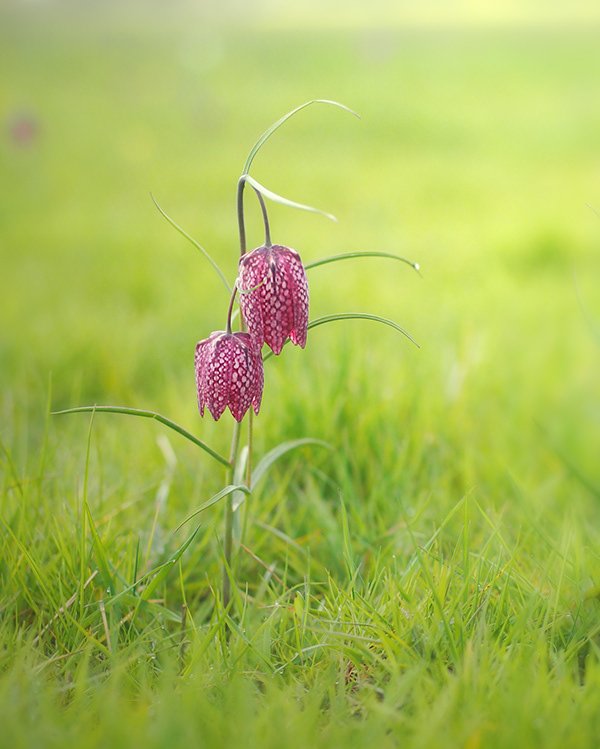 Two purple snake's head fritillary flowers with checkered petals growing in green grass.