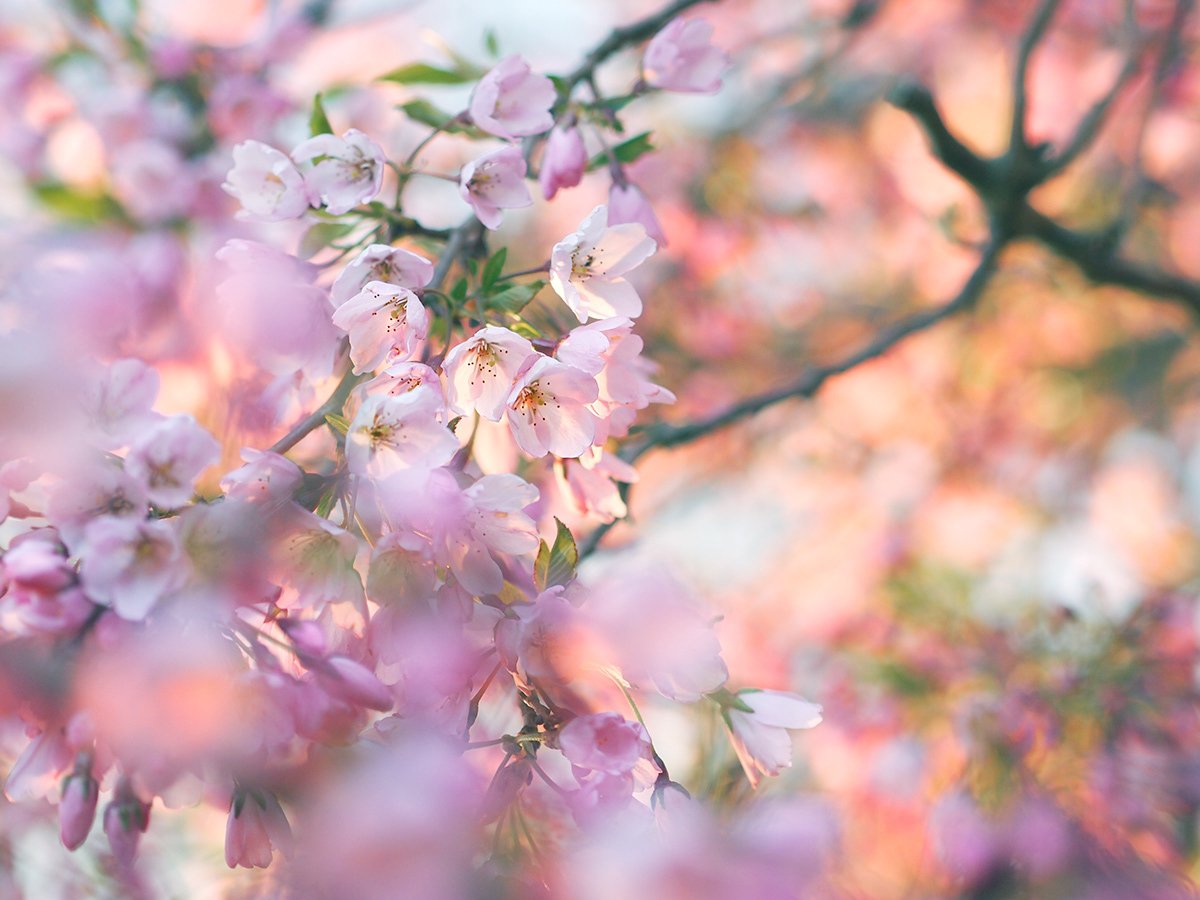 Close-up of cherry blossom branches with pink flowers and blurred background