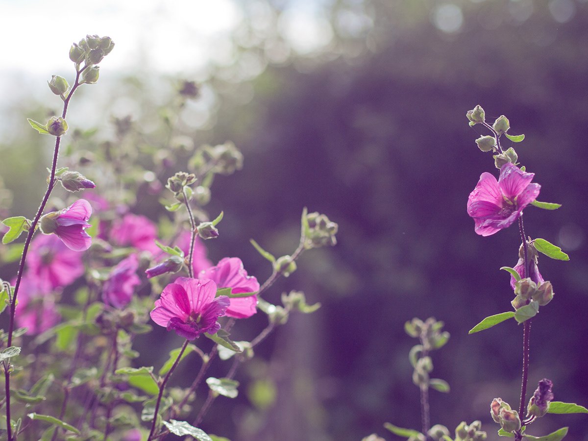 Purple flowers in a garden with a blurred background of greenery.