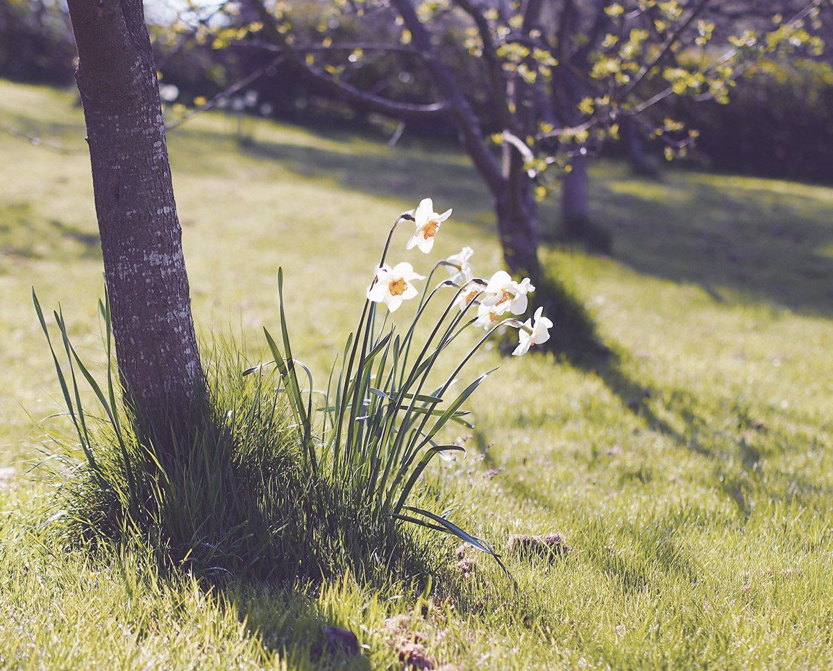 Daffodils blooming next to a tree on a sunny grassy lawn.