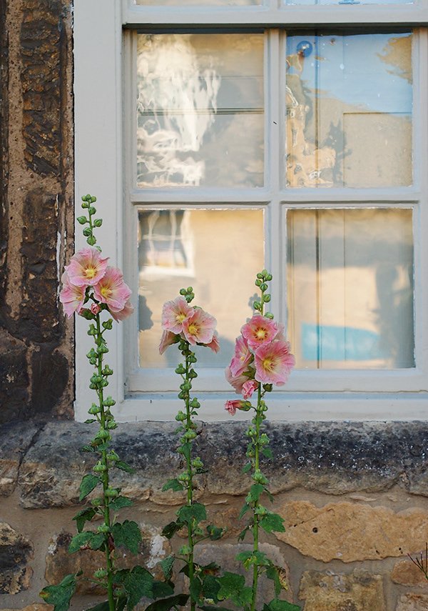 Pink hollyhocks growing in front of a rustic stone wall with a window.