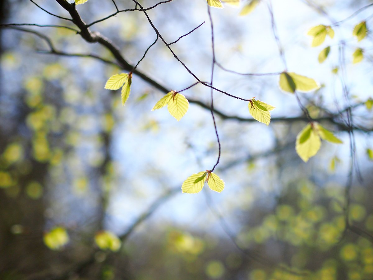 Close-up of tree branches with fresh green leaves against a blurred natural background.