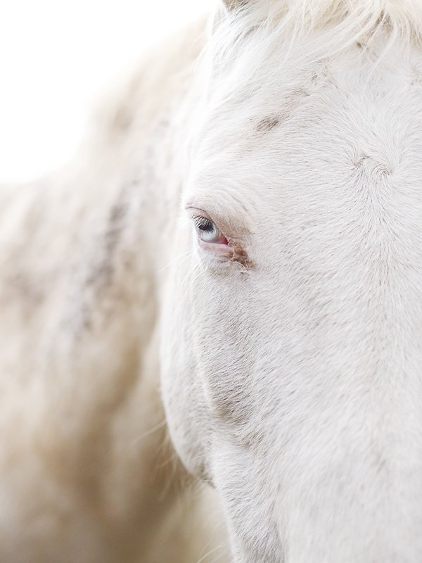 Close-up of a white horse's face focusing on its eye