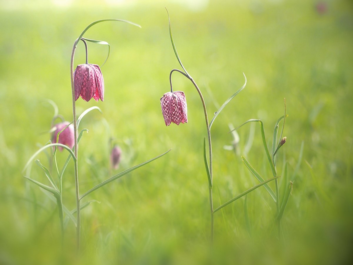 Pink fritillary flowers in a green meadow