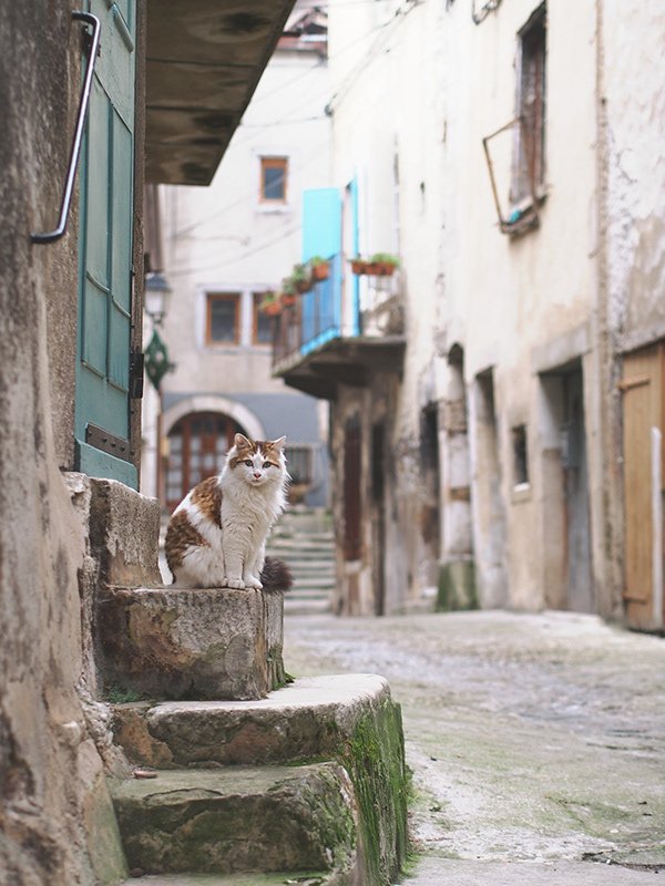 A fluffy cat sitting on stone steps in a narrow, old European alley with weathered buildings.