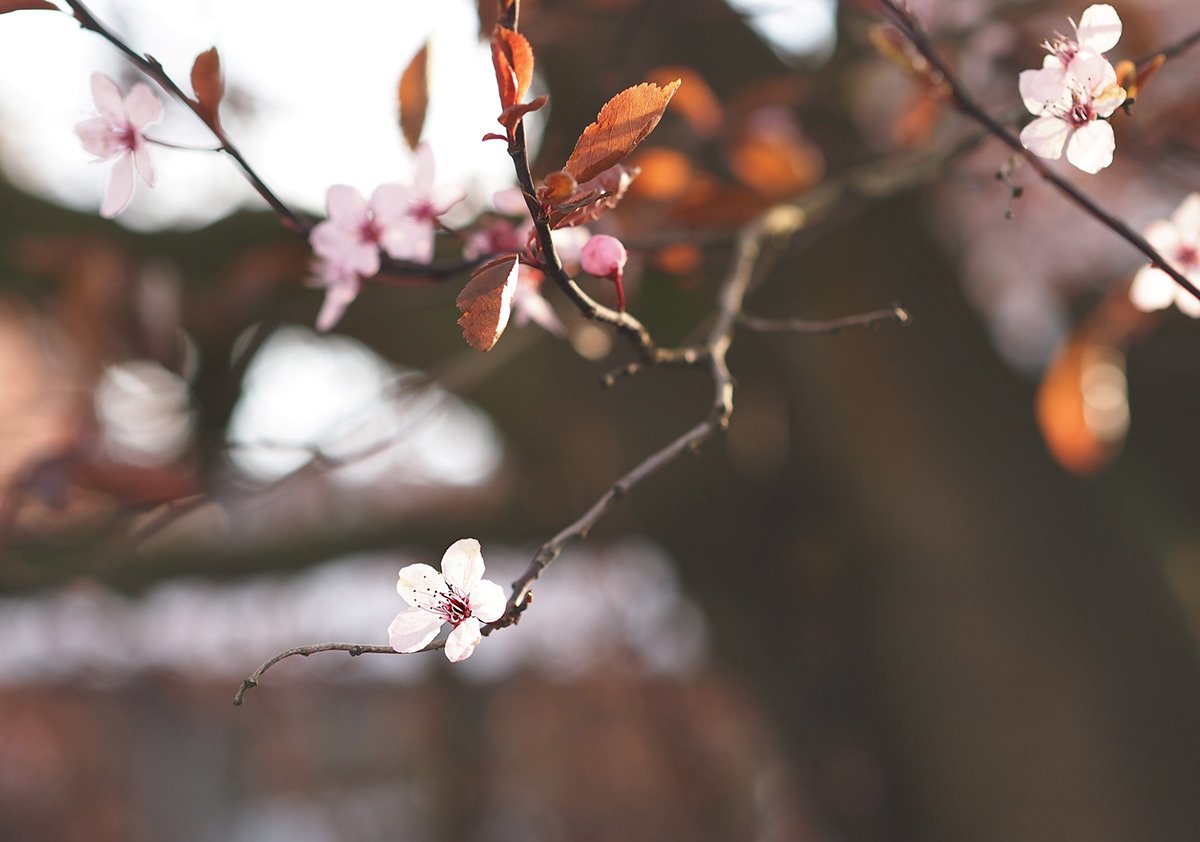 Close-up of cherry blossoms on tree branches with blurred background