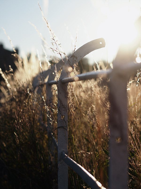 Sunlit tall grass and metal fence in a field with soft focus, sunlight streaming in background creating a warm glow.