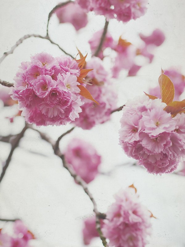 Close-up of pink cherry blossom flowers on a tree branch with a soft focus background.