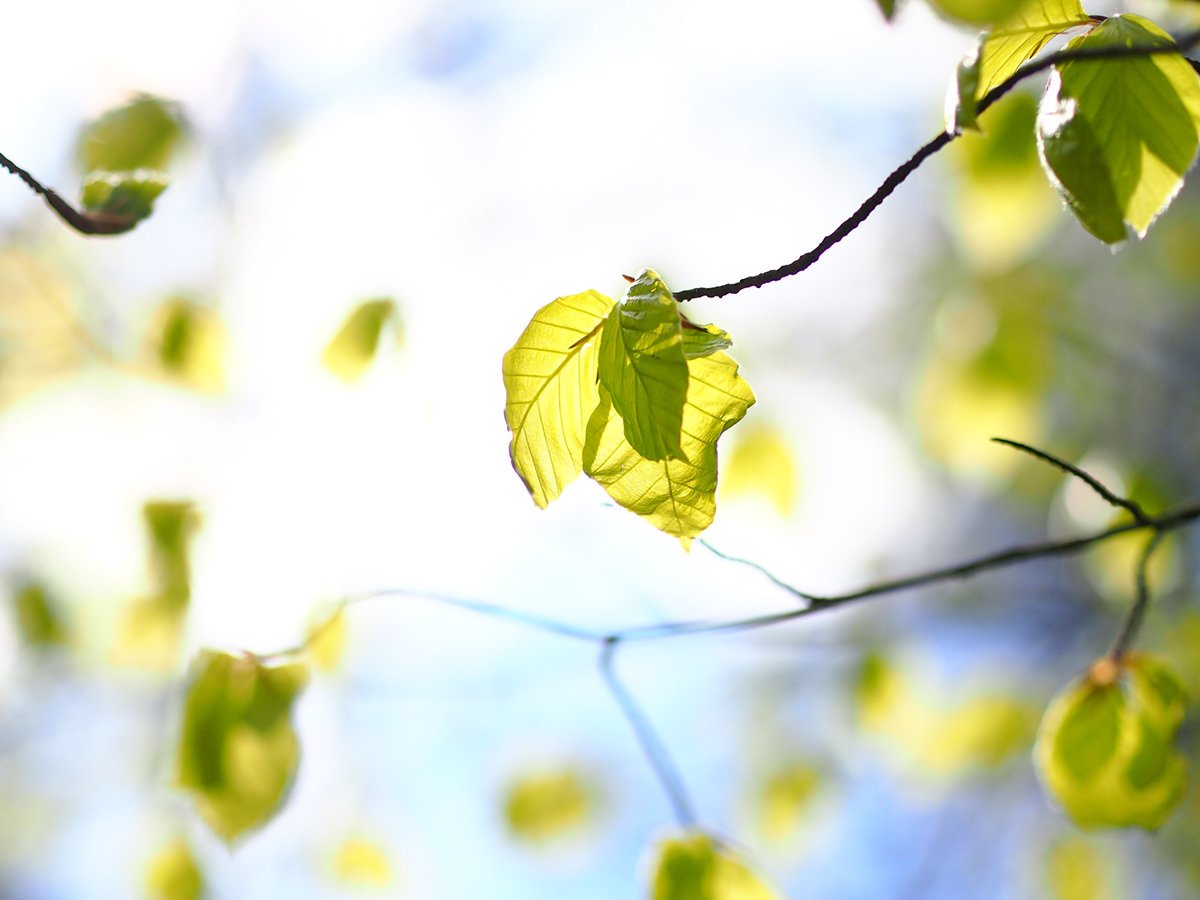 Close-up of green leaves on a branch with a bright, blurred background.