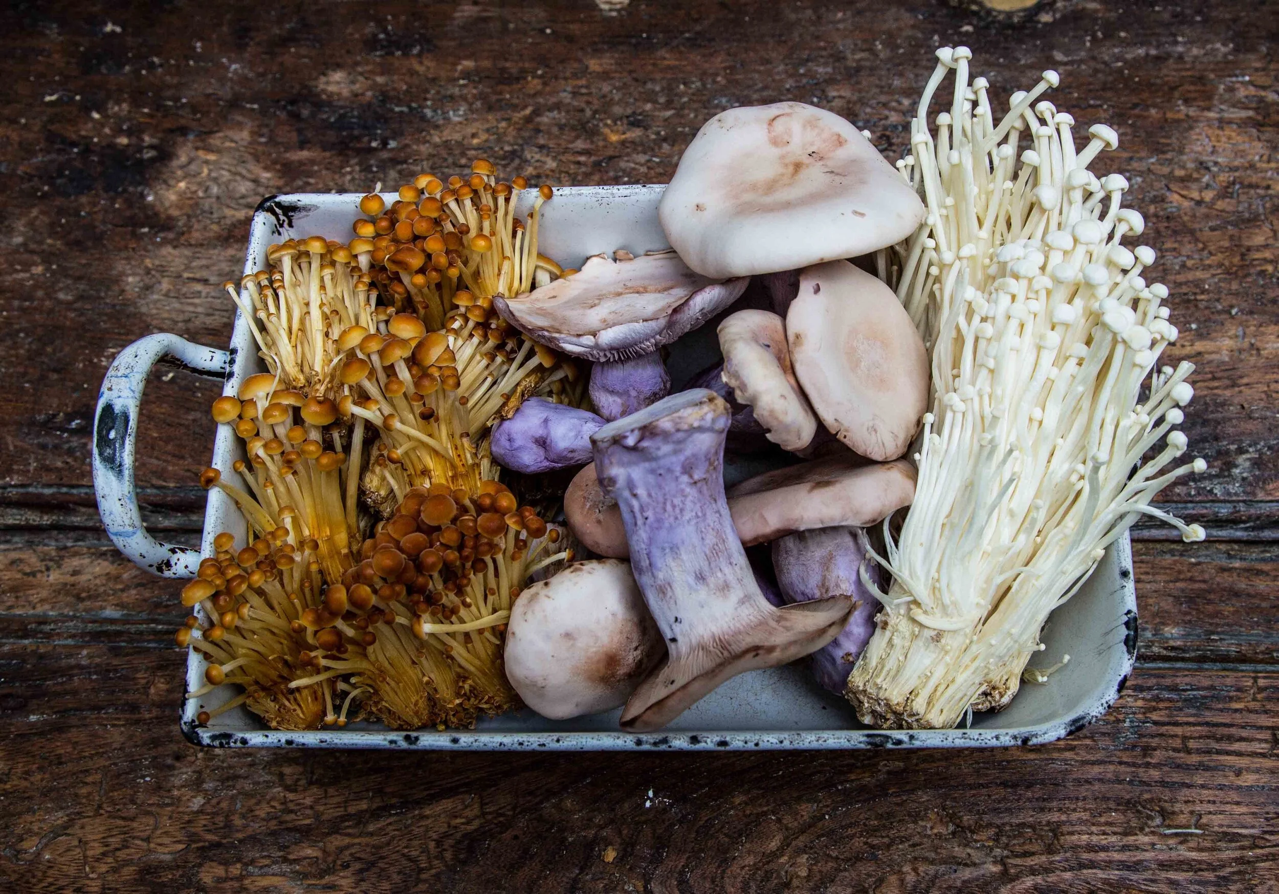 mushrooms.jpeg