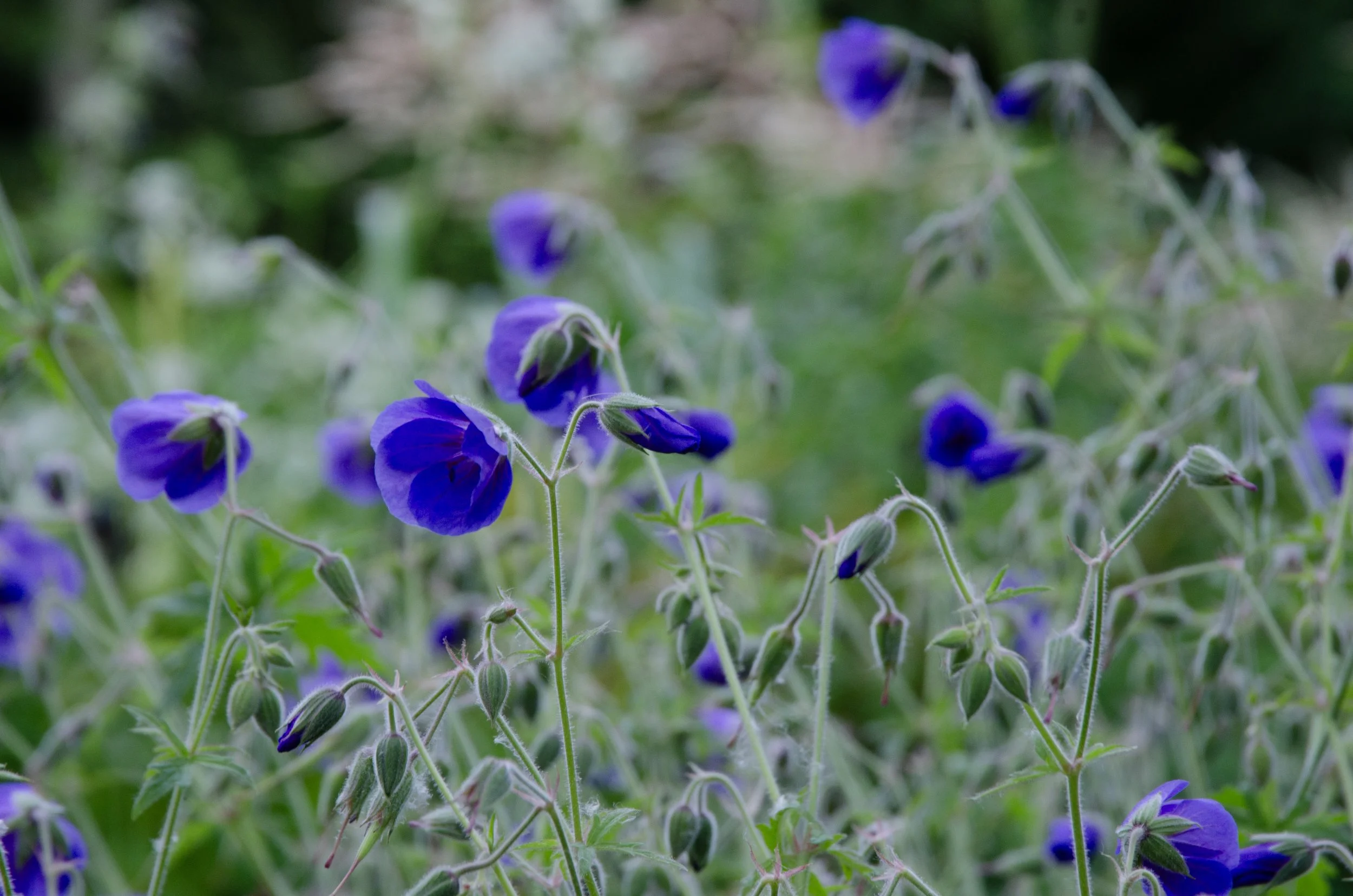 DSC_2783.jpg