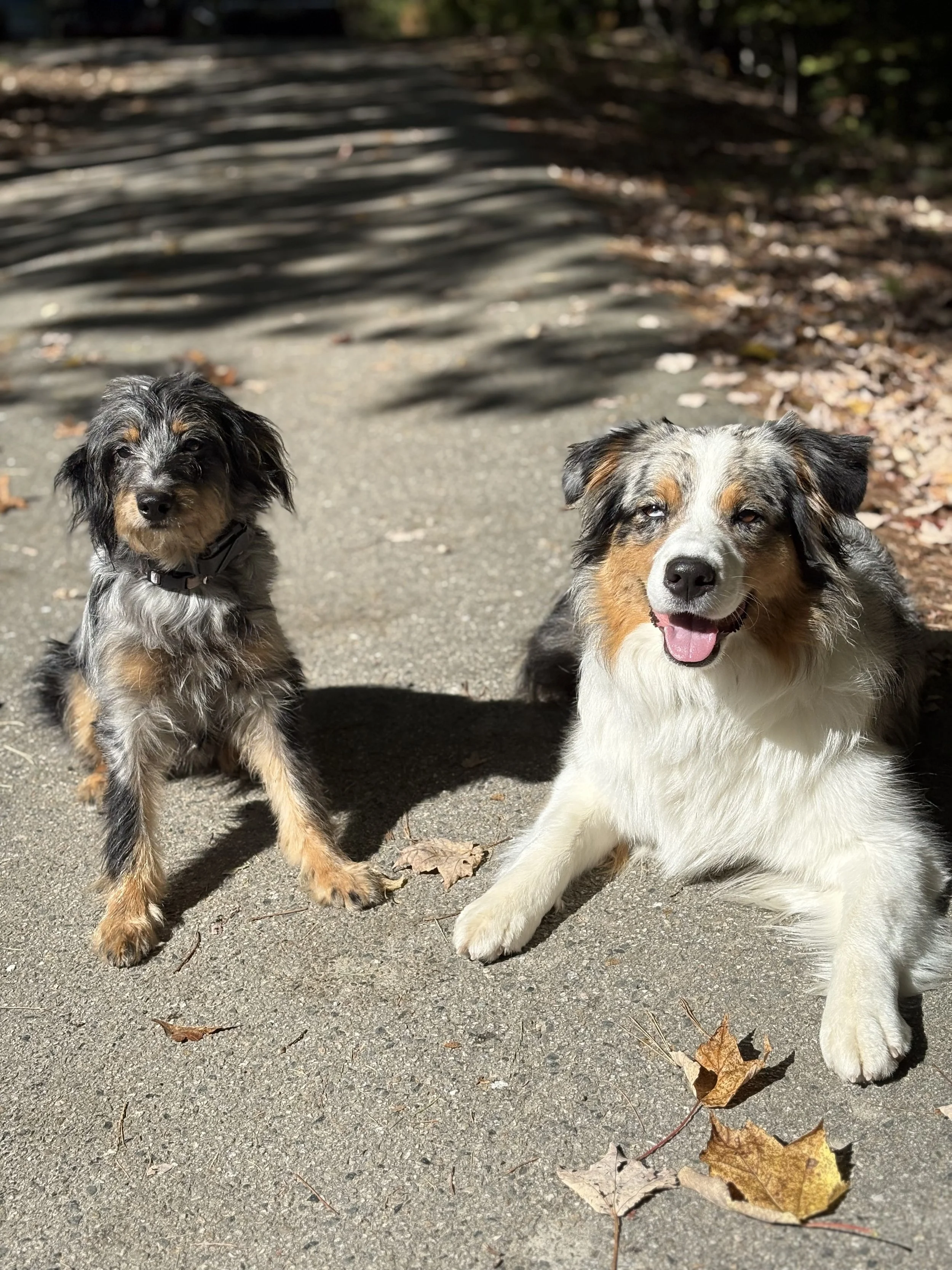 Two dogs, one black and white with tan markings, sitting on a paved path with fallen leaves, sunlight and shadows, in an outdoor wooded area.