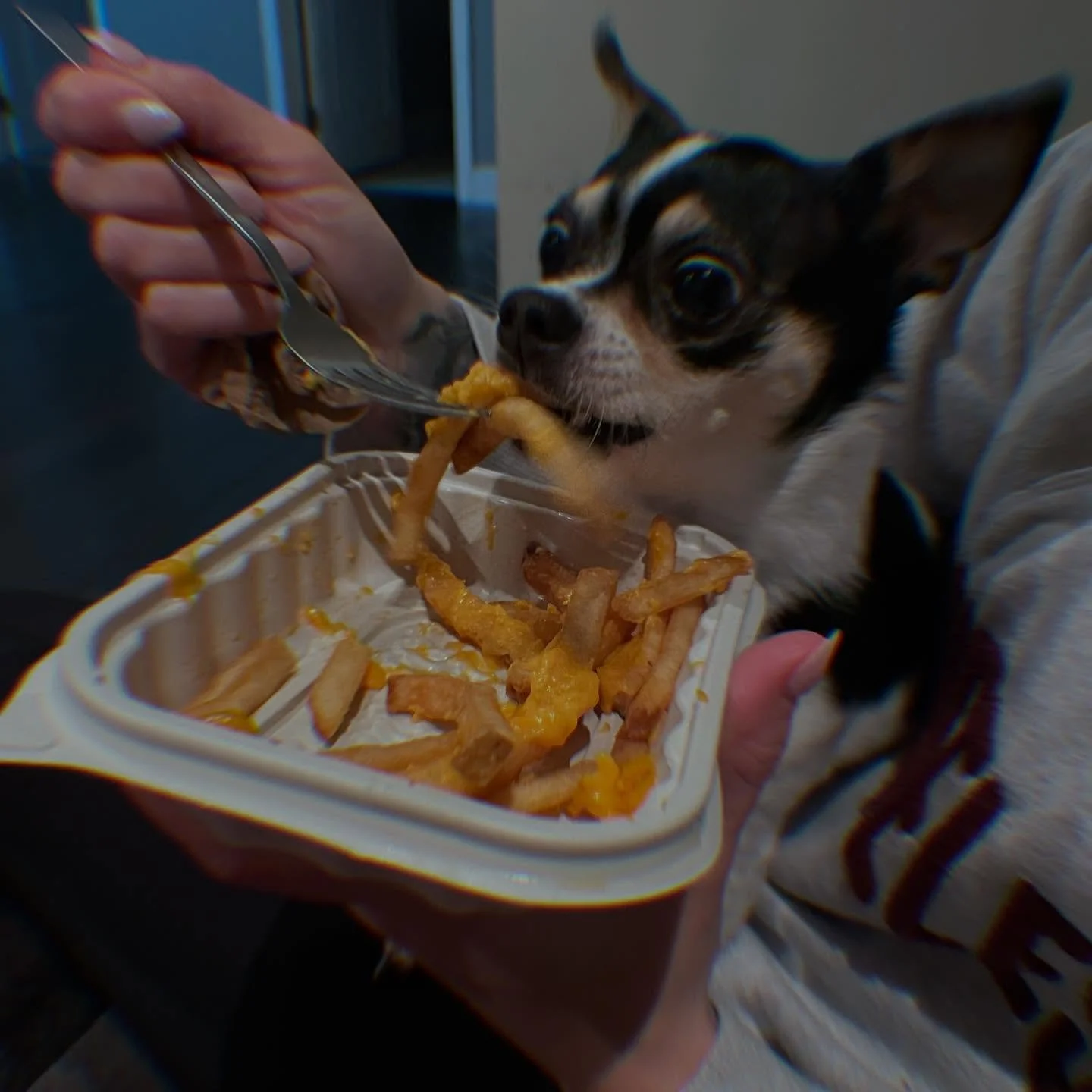Fun fact : French fries are one of my favourite foods 🍟 The 🐶 agrees 🐾🐾🐾 

You can still get your goal body allowing snacks / treats  but keep it to once or twice a week ! Most times if I have a snackident ( snack accident ) I will throw in some
