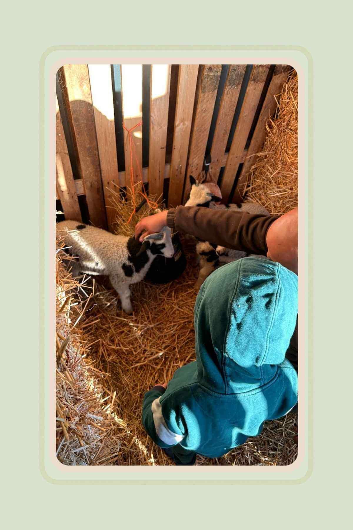 BLOG PHOTO - TALKING TO CHILDREN ABOUT RAISING LIVESTOCK FOR MEAT