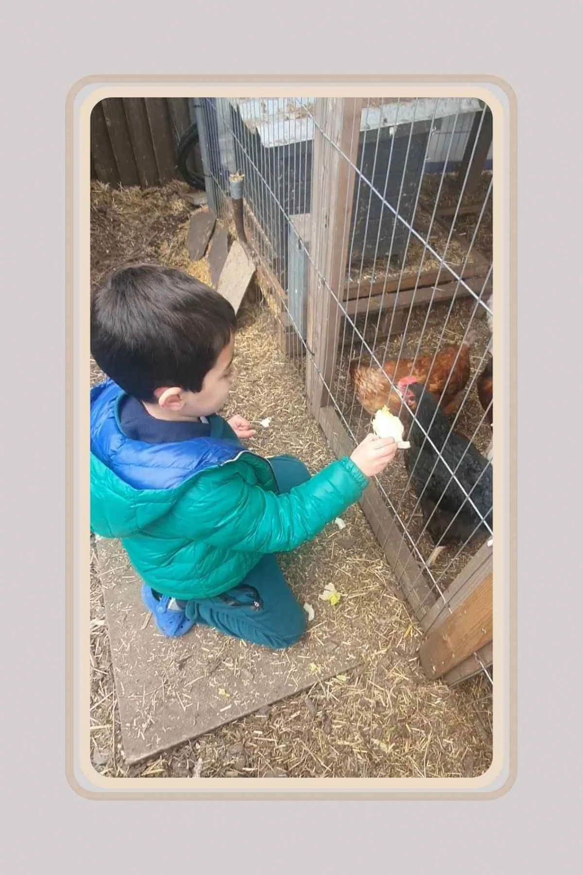 IMAGES LINKED TO GREEN FIELDS HOME KILL AND BUTCHERY BLOG