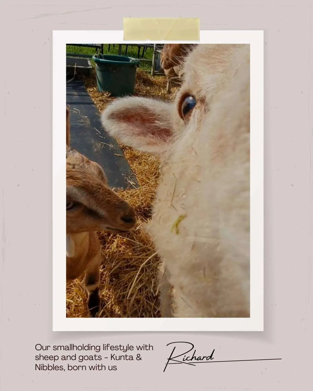 Our Smallholding - Green Fields Home Kill and Butchery