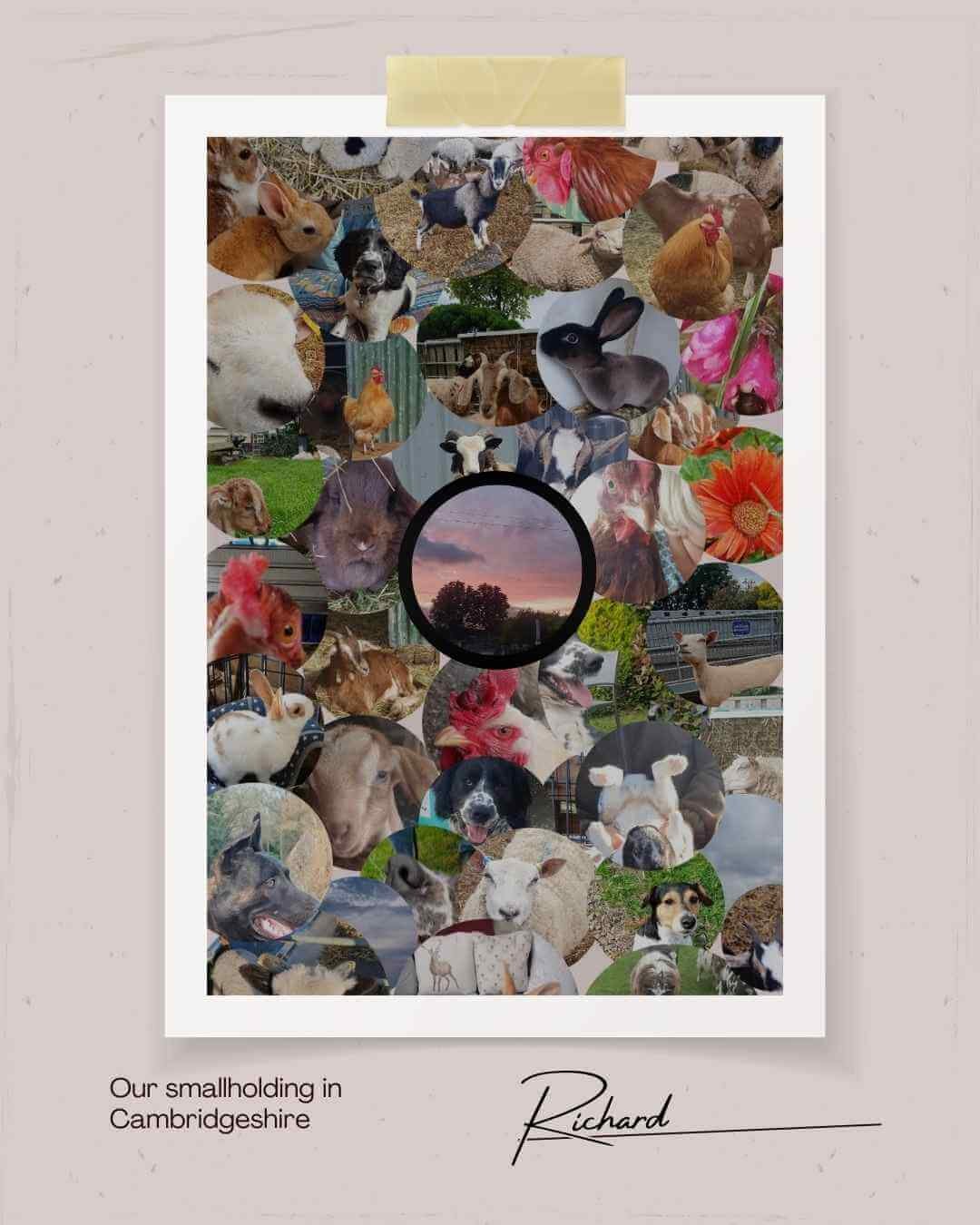 Our Smallholding - Green Fields Home Kill and Butchery