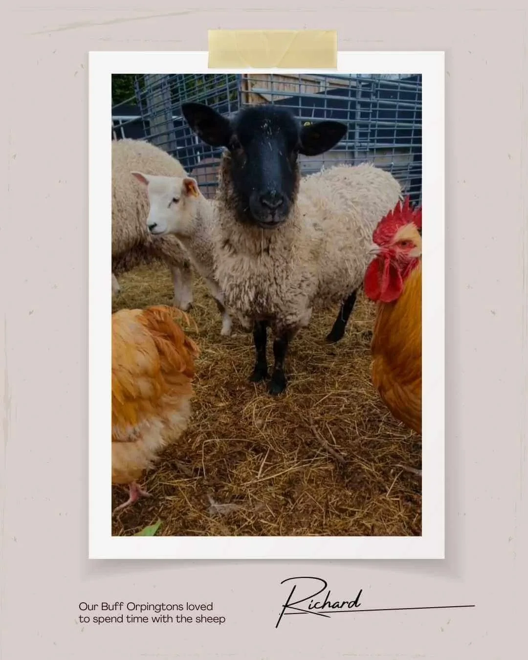 Our Smallholding - Green Fields Home Kill and Butchery