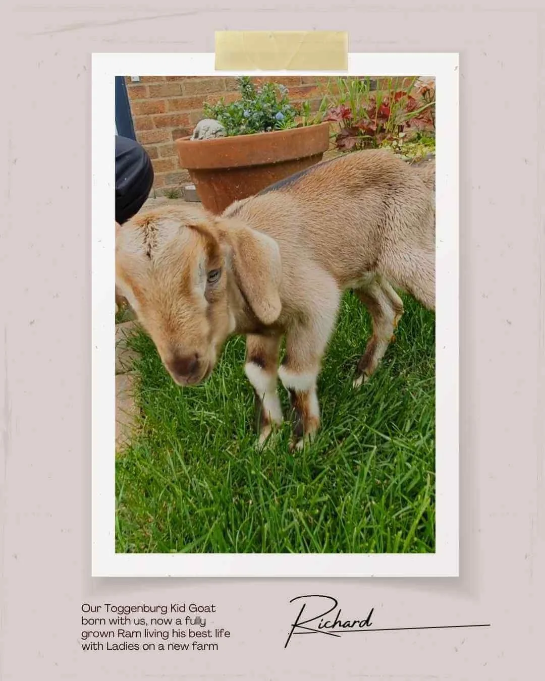 Our Smallholding - Green Fields Home Kill and Butchery