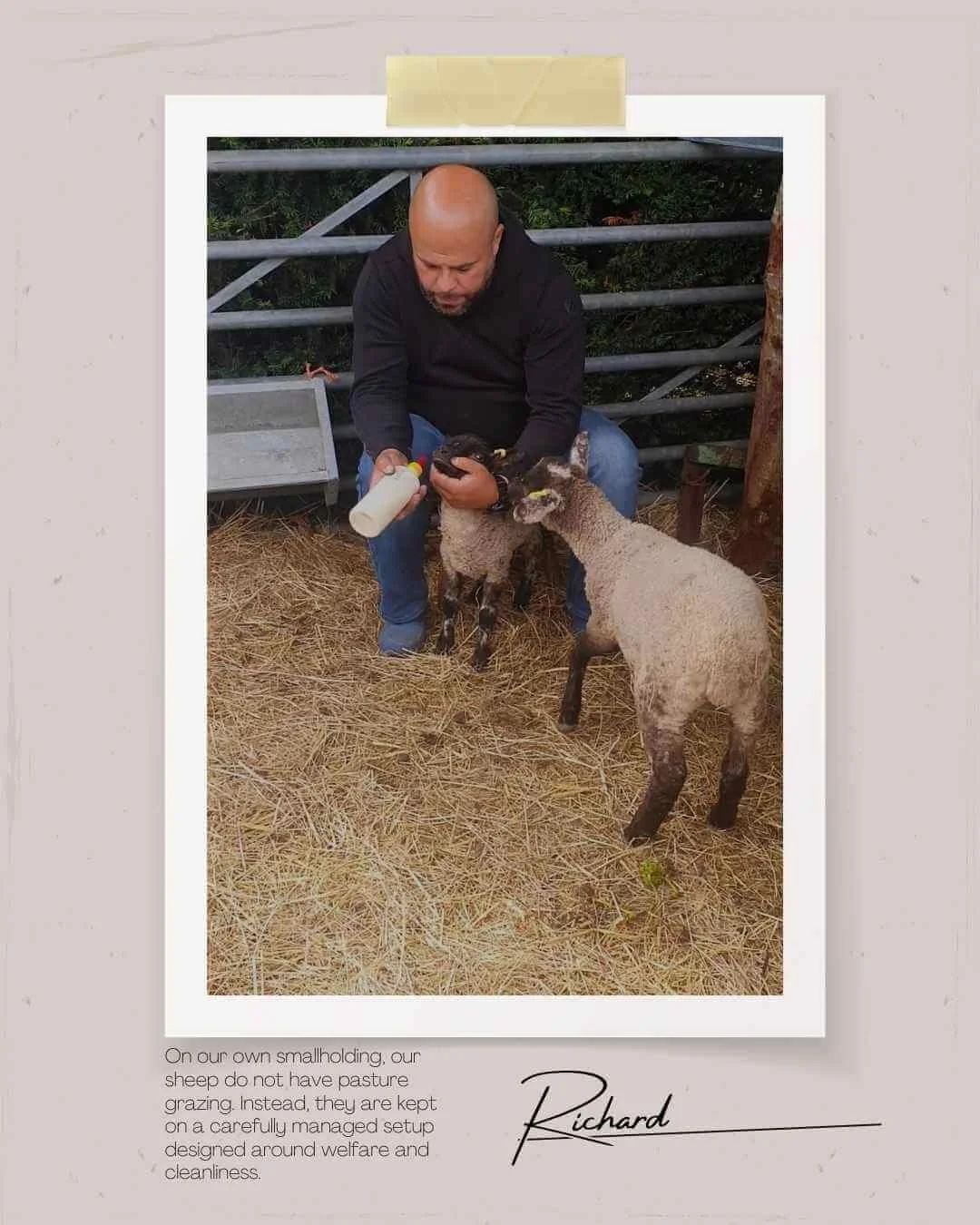 Our Smallholding - Green Fields Home Kill and Butchery