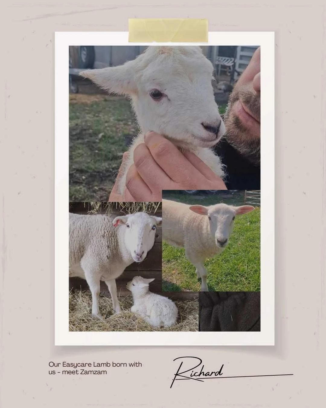 Our Smallholding - Green Fields Home Kill and Butchery