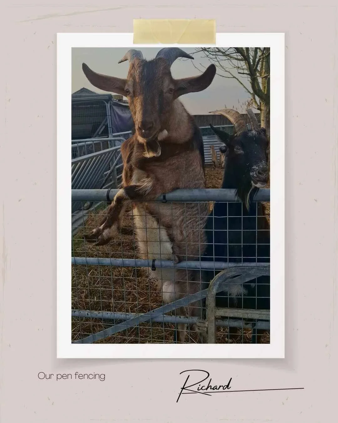 Our Smallholding - Green Fields Home Kill and Butchery