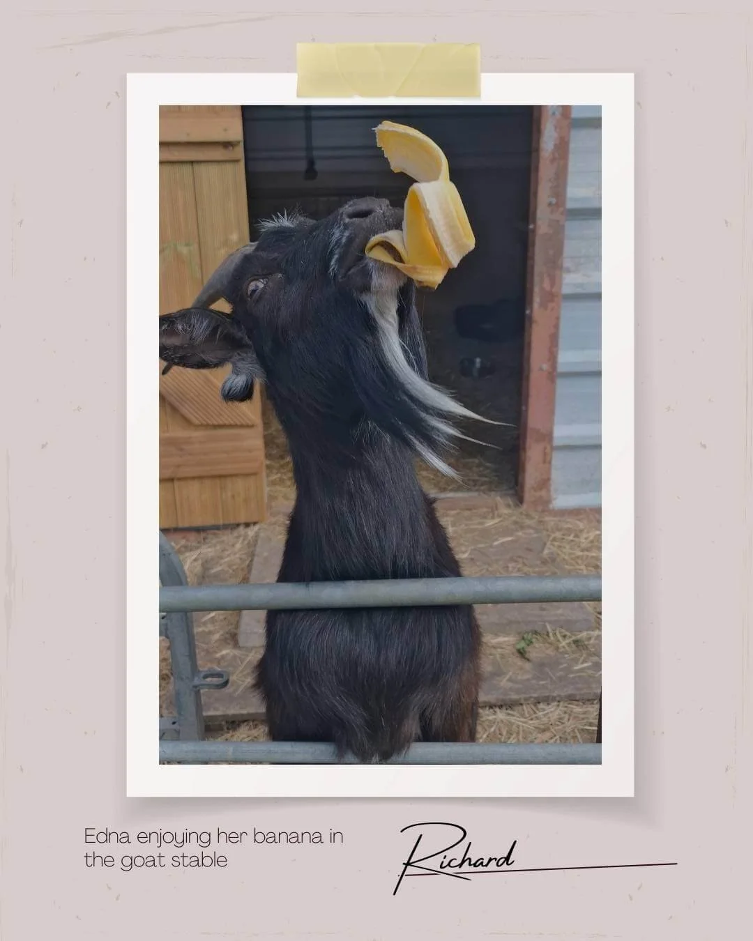 Our Smallholding - Green Fields Home Kill and Butchery