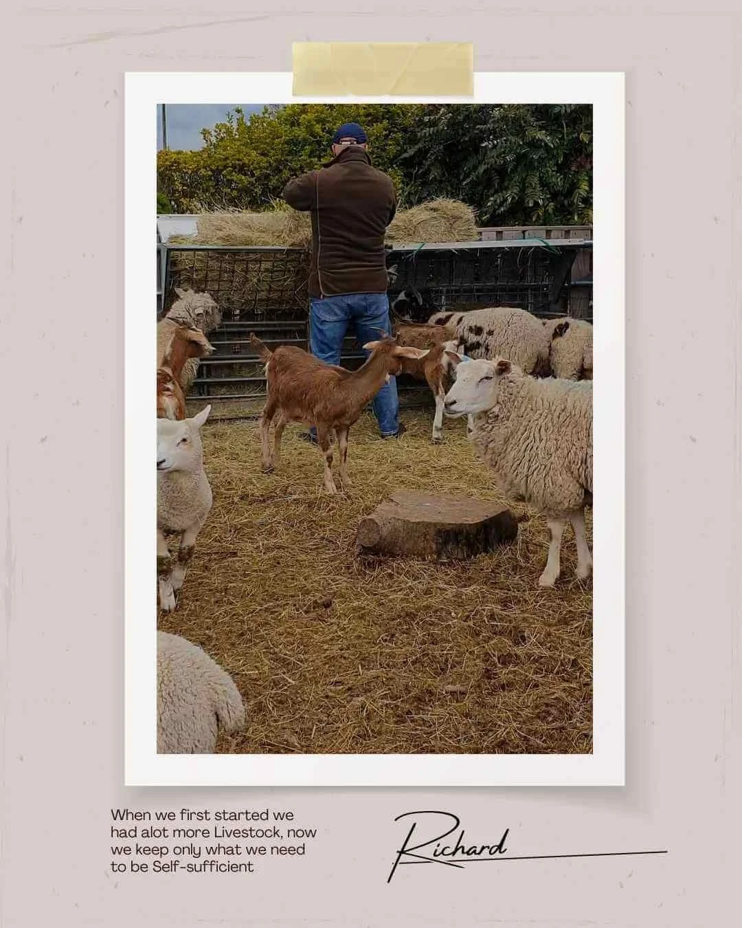 Our smallholding - Green Fields Home Kill and Butchery