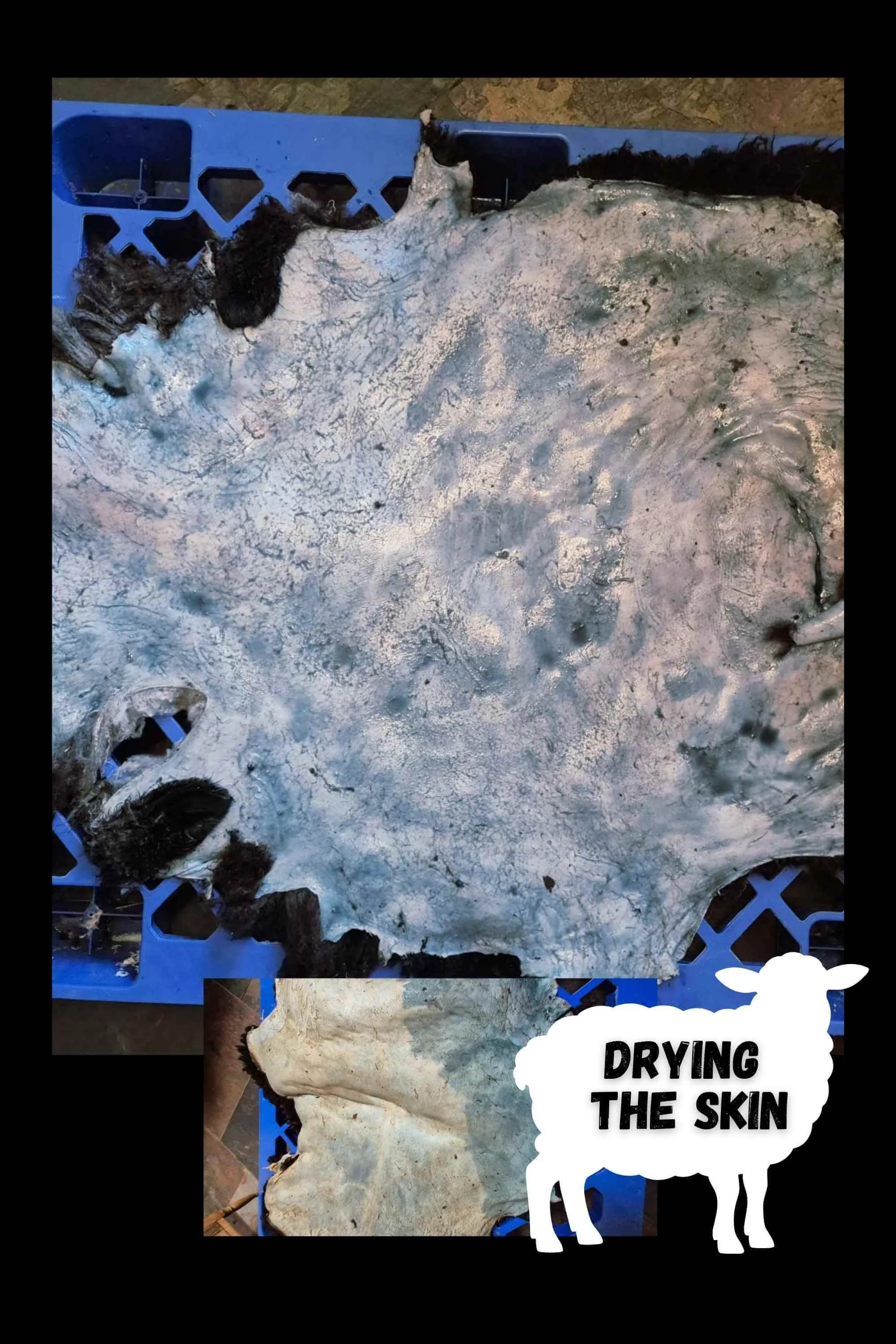 TANNING A SHEEP HIDE AT HOME