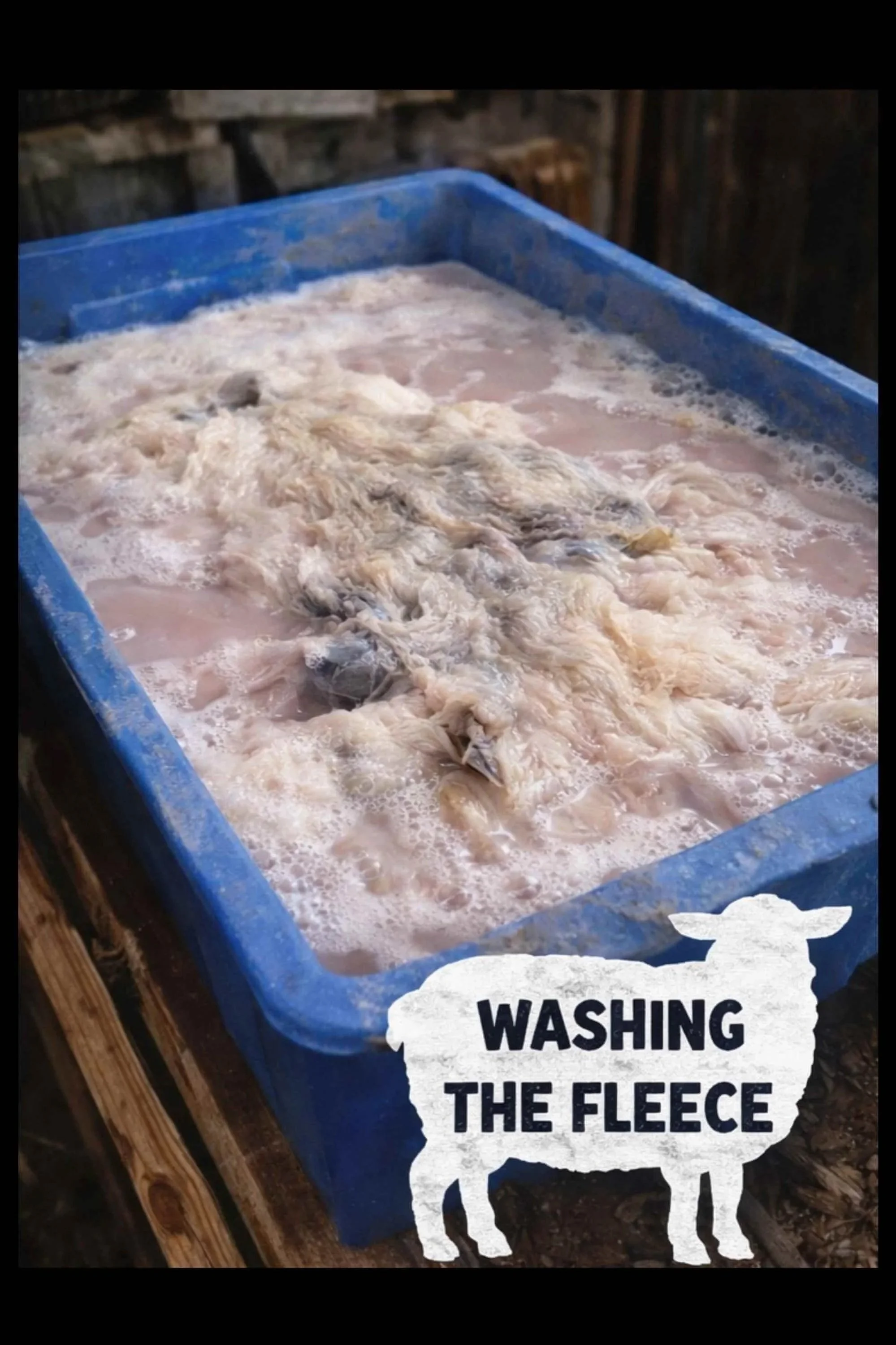 SHEEP TANNING THE HIDE