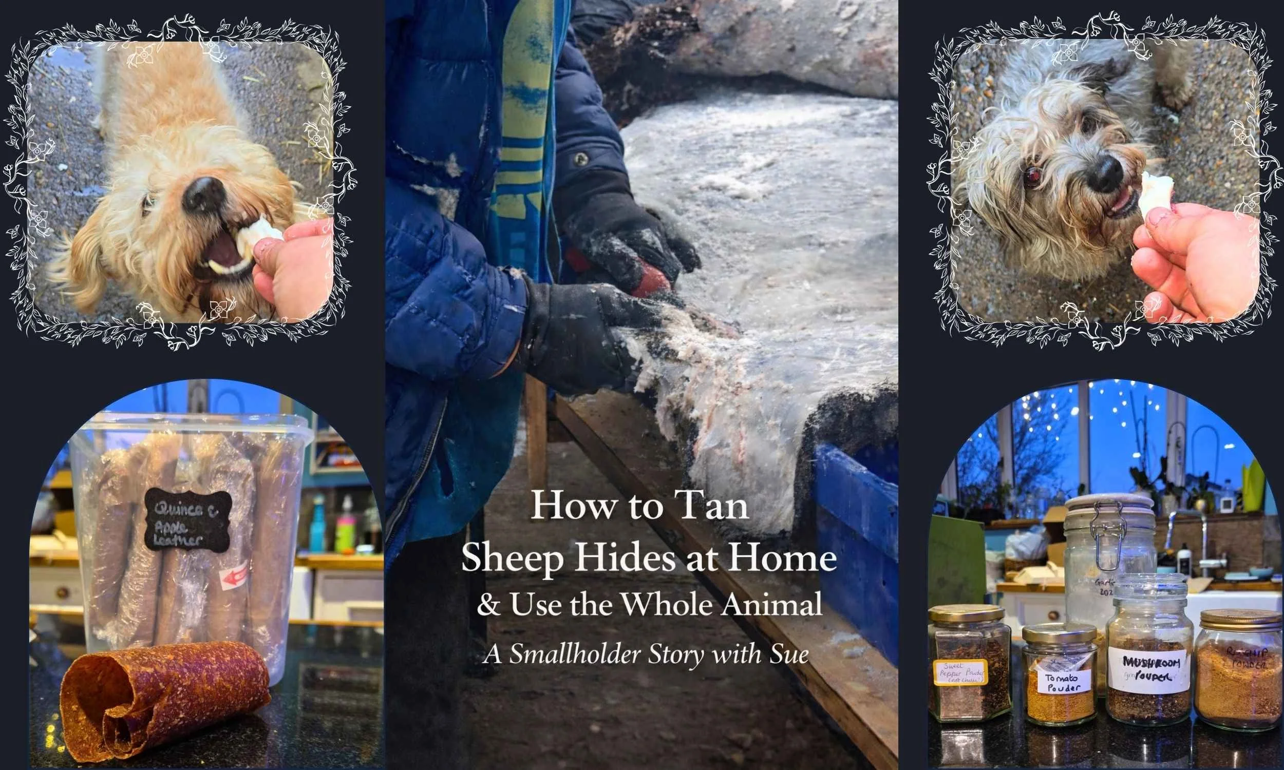 Collage showing sheep hide tanning at home, natural dog treats made from lamb, dehydrated fruit, and using the whole animal on a smallholding