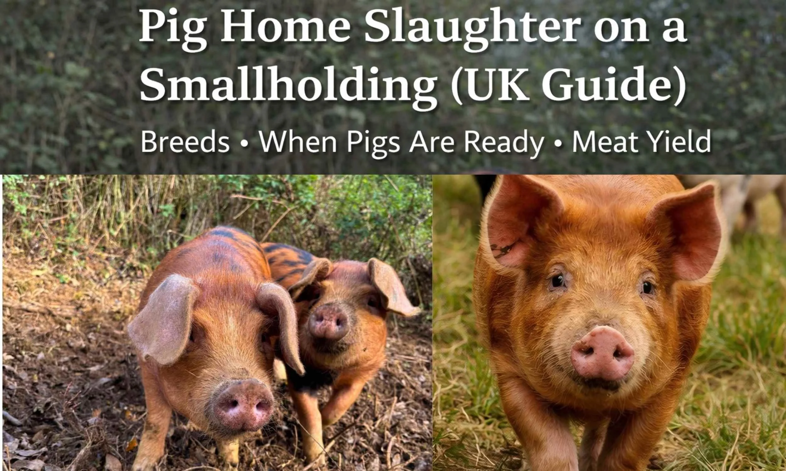 Pig Home Slaughter on a Smallholding UK Guide with traditional Pigs