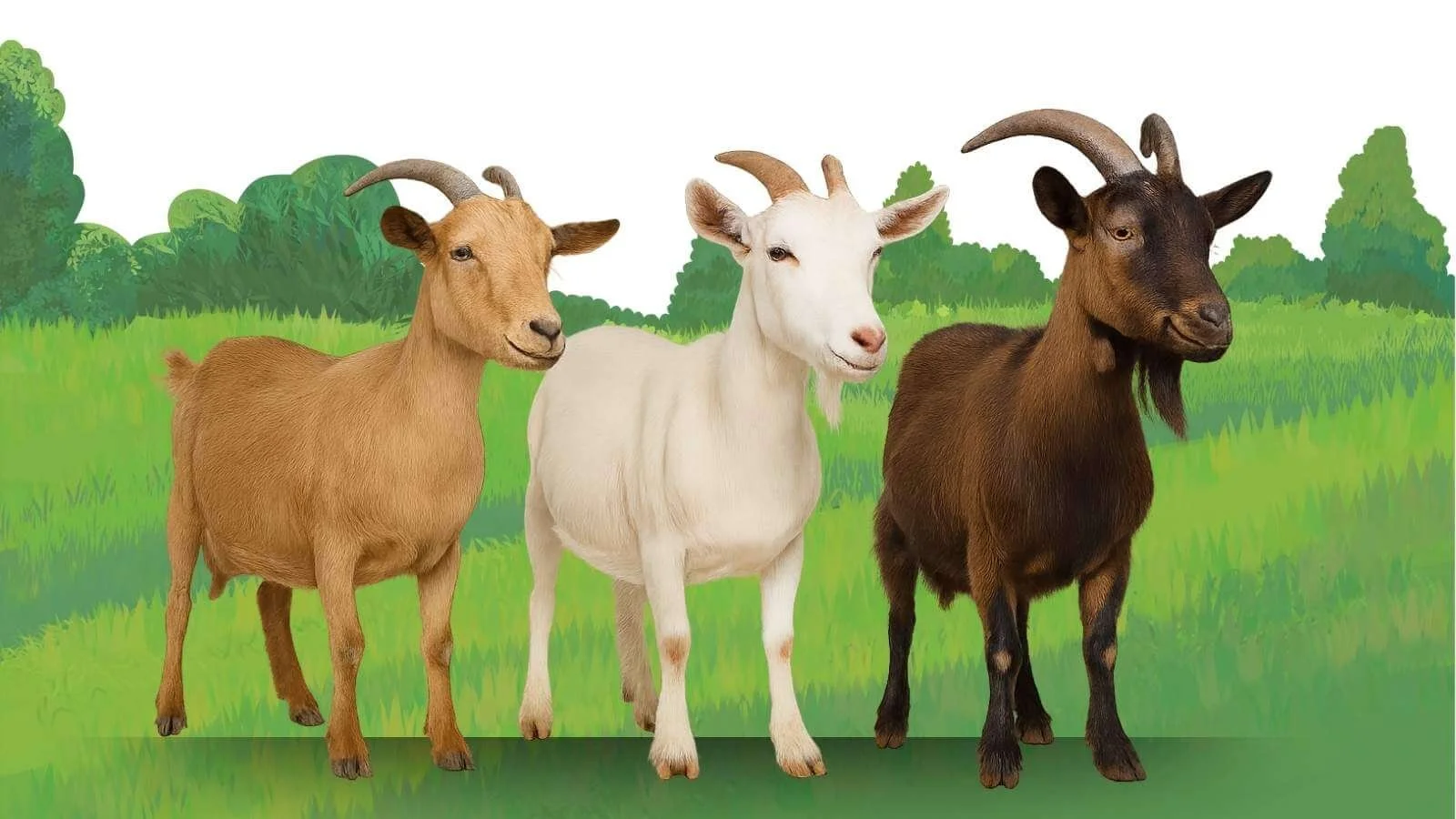 Goat Breeds in a countryside setting depicting the Best Goat Breeds for meat for Green Fields Home Kill and Butchery Blog