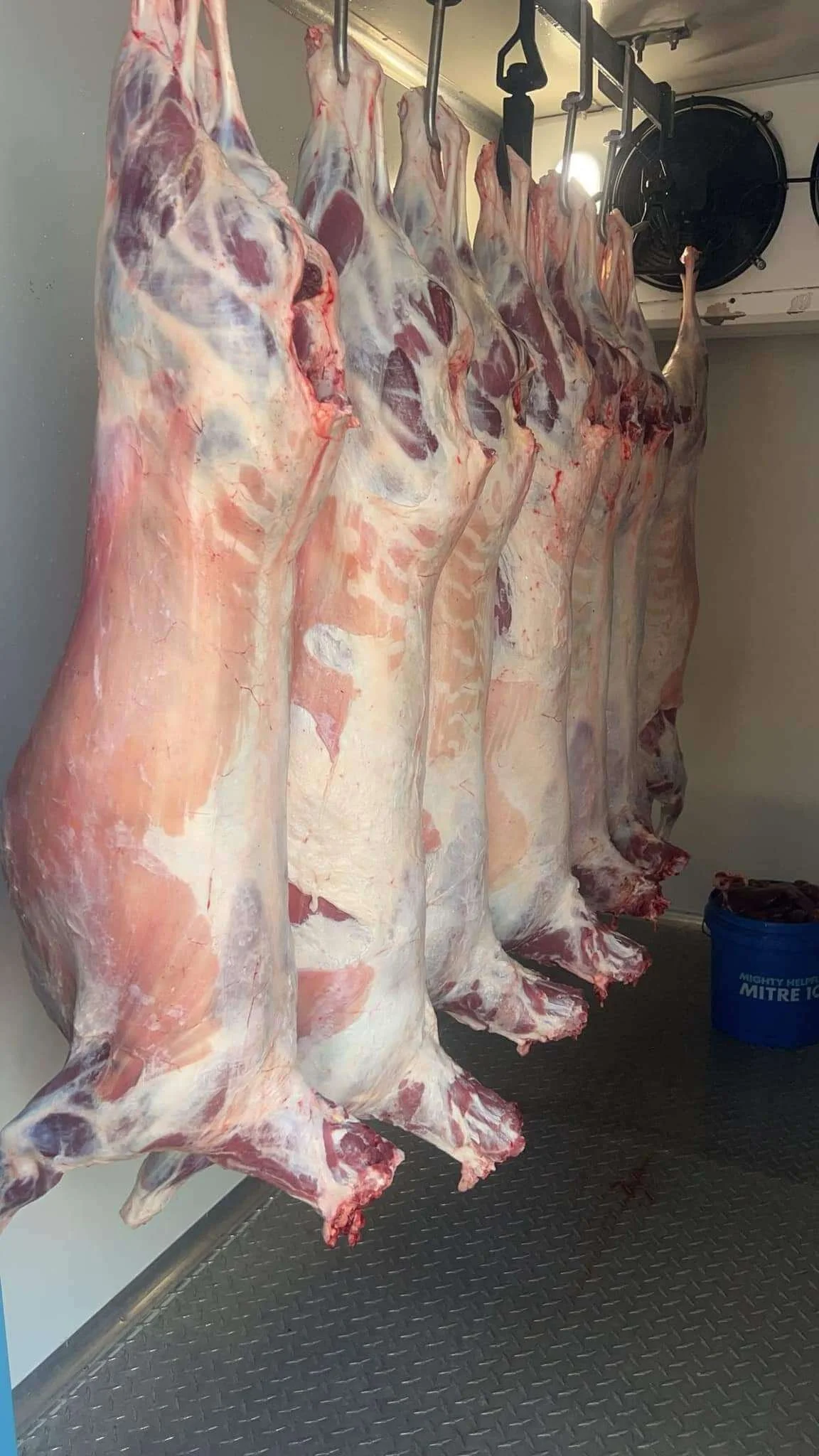 Lamb carcasses hanging on hooks after mobile home kill processing
