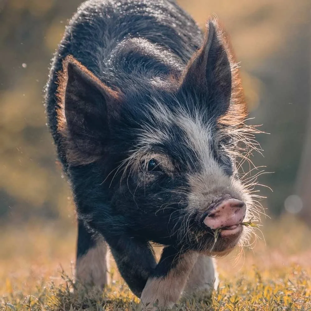 A piglet walking on grass with a piece of grass in its mouth.