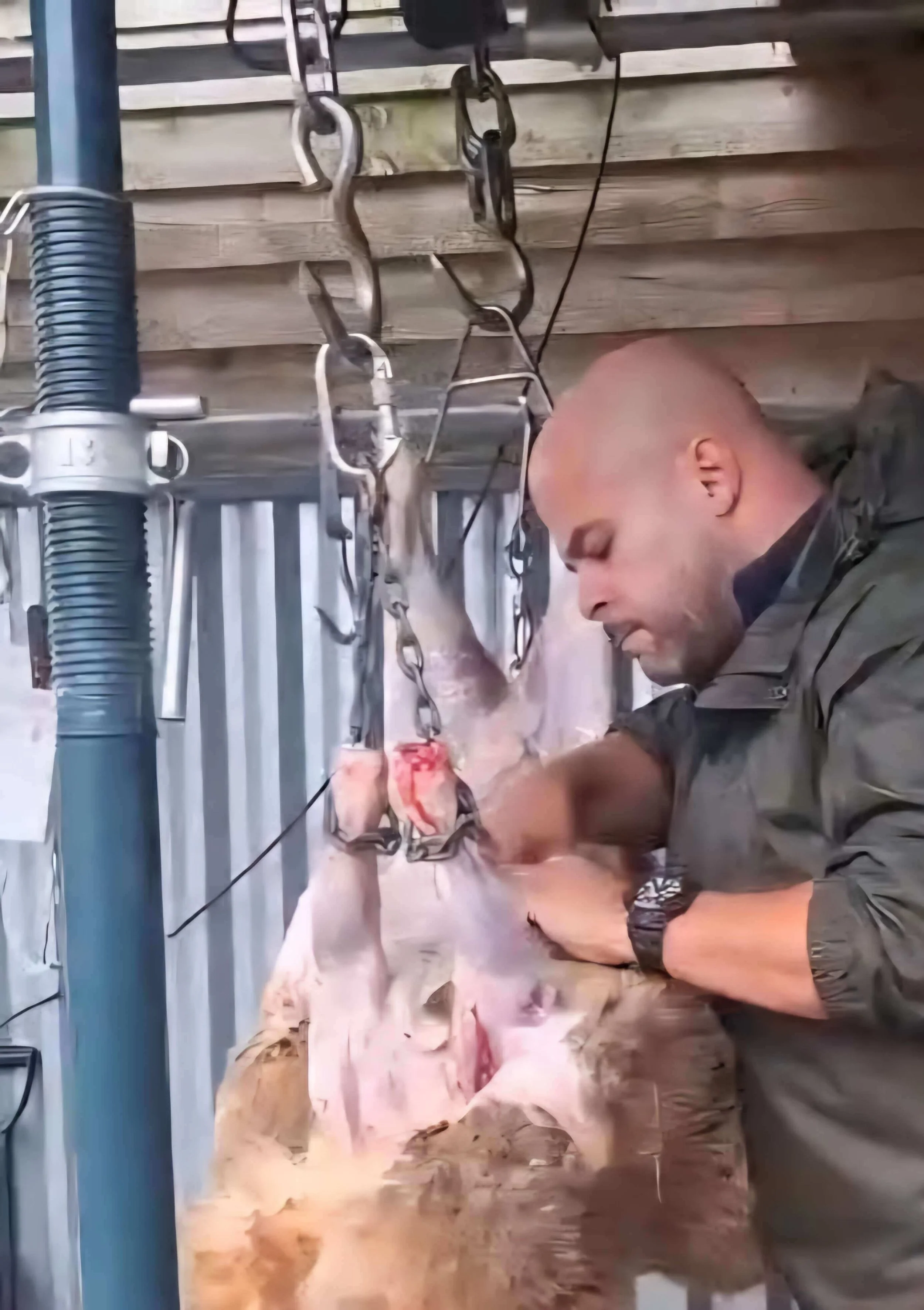 Richard skinning a hanging sheep on special slaughter chains during on-farm private home kill