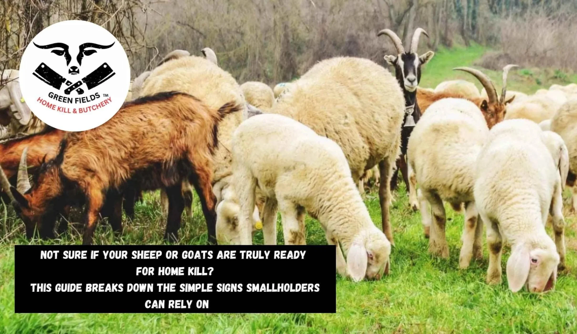 Sheep ready for slaughter based on age and body condition and Goats ready for slaughter showing good muscling and condition