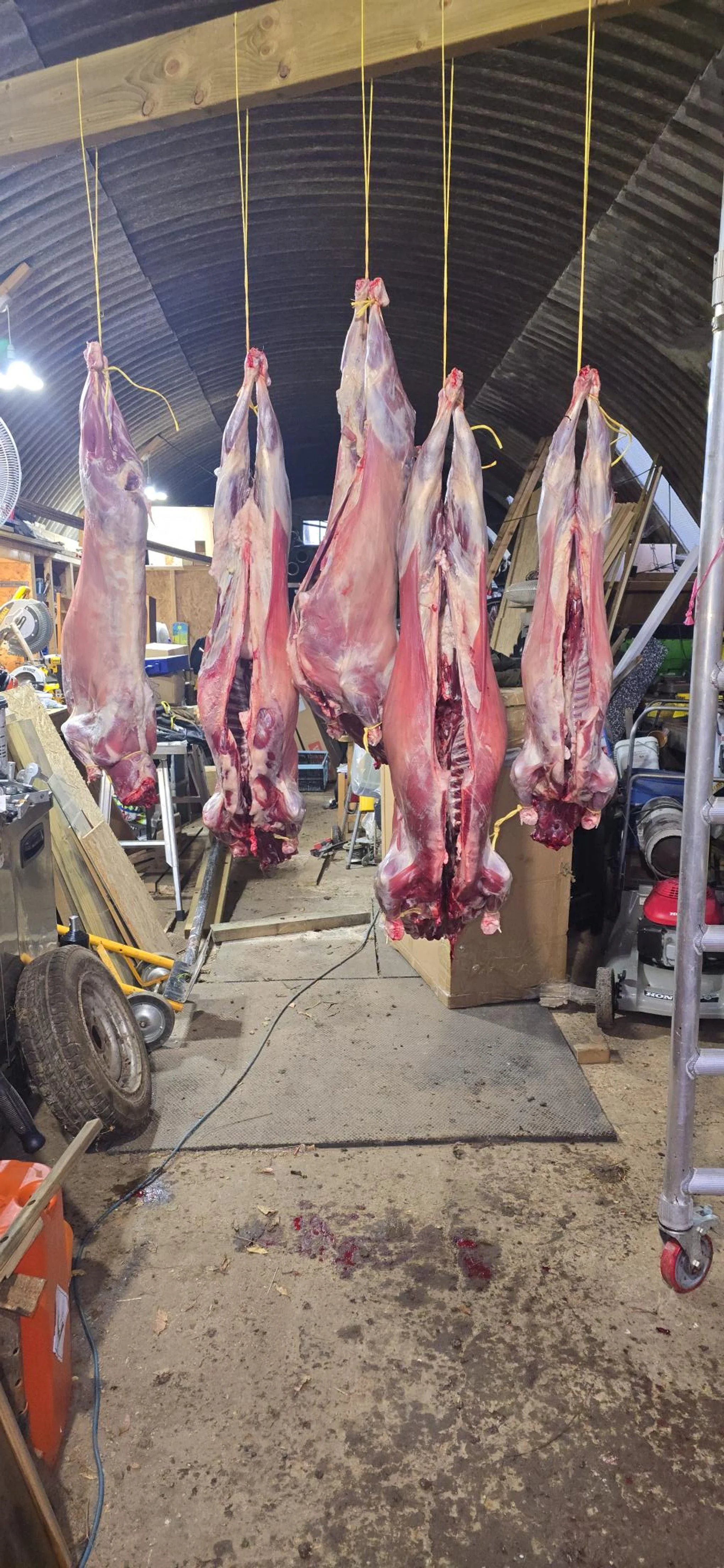 Lamb carcasses hung on string after on-farm slaughter, ready for skiled butchery